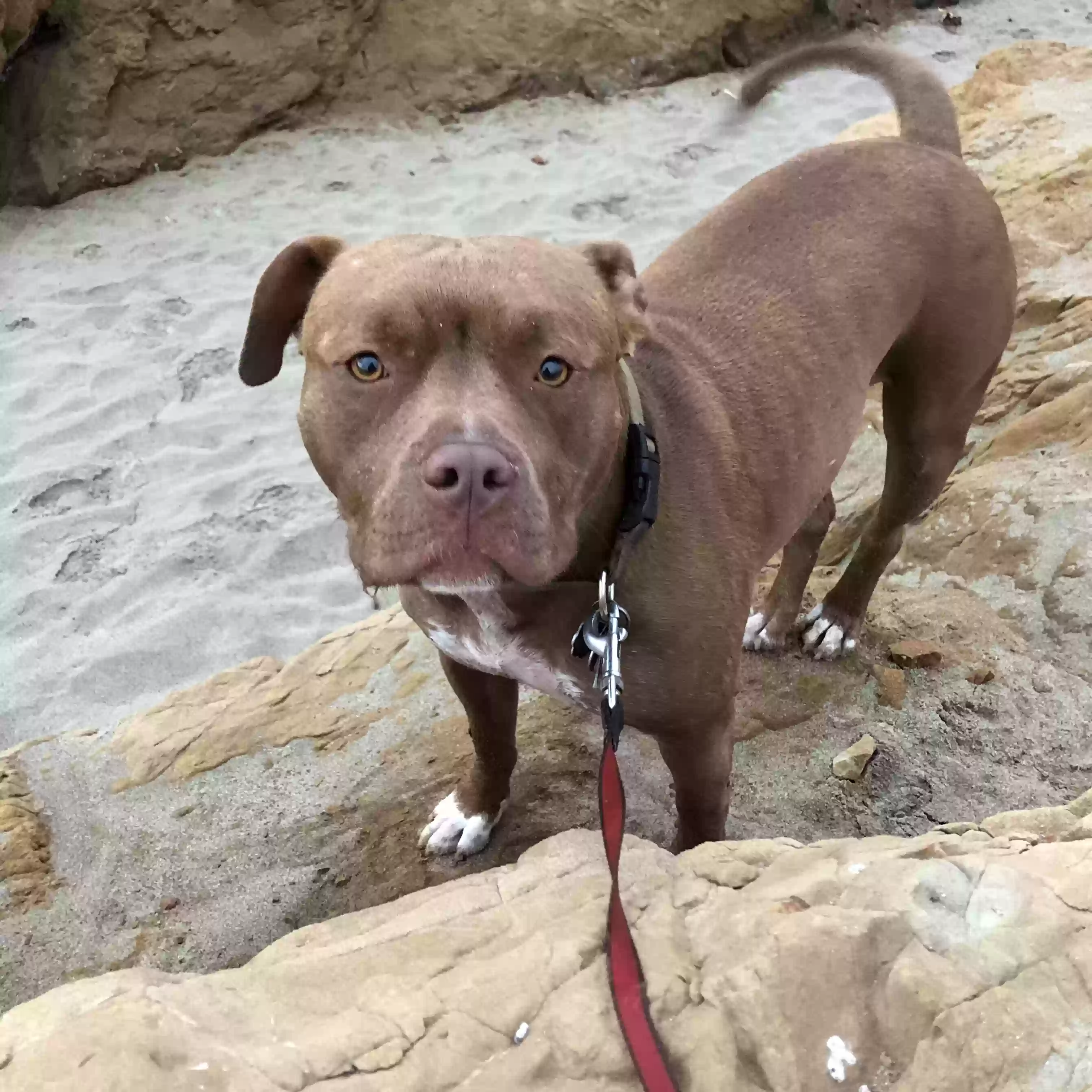 adoptable Dog in Sebastopol,CA named Yofi
