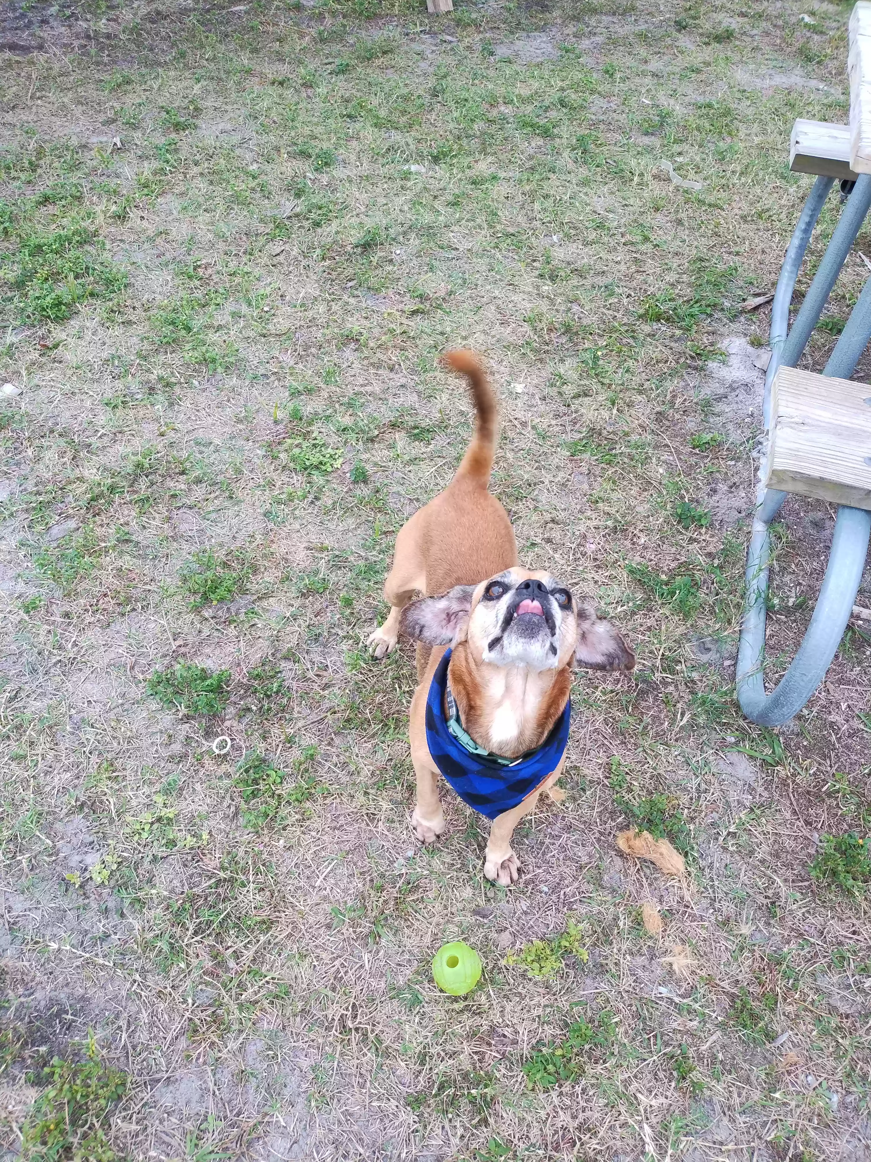 adoptable Dog in Port Richey,FL named Buddy