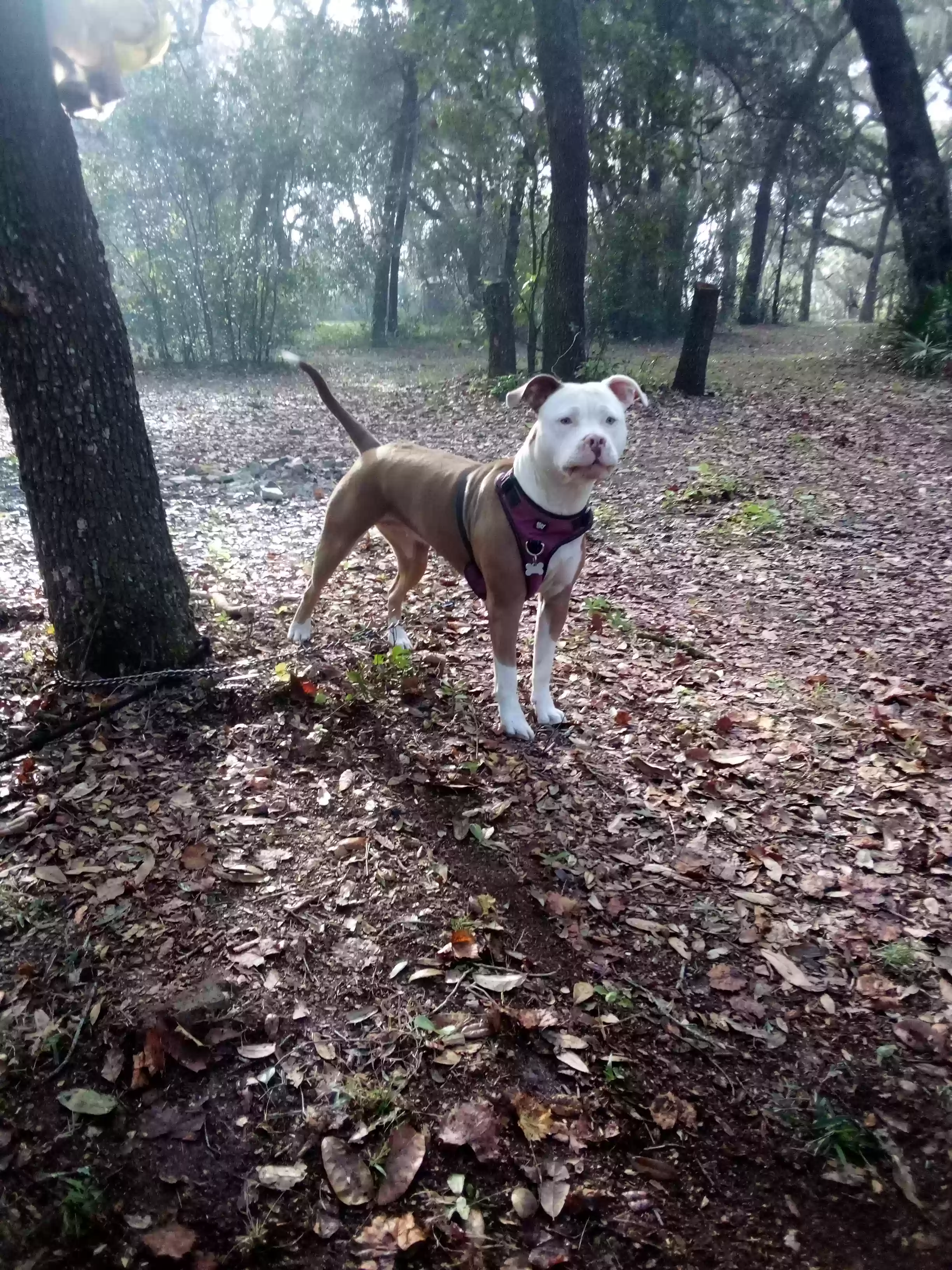 adoptable Dog in Zephyrhills,FL named Sage