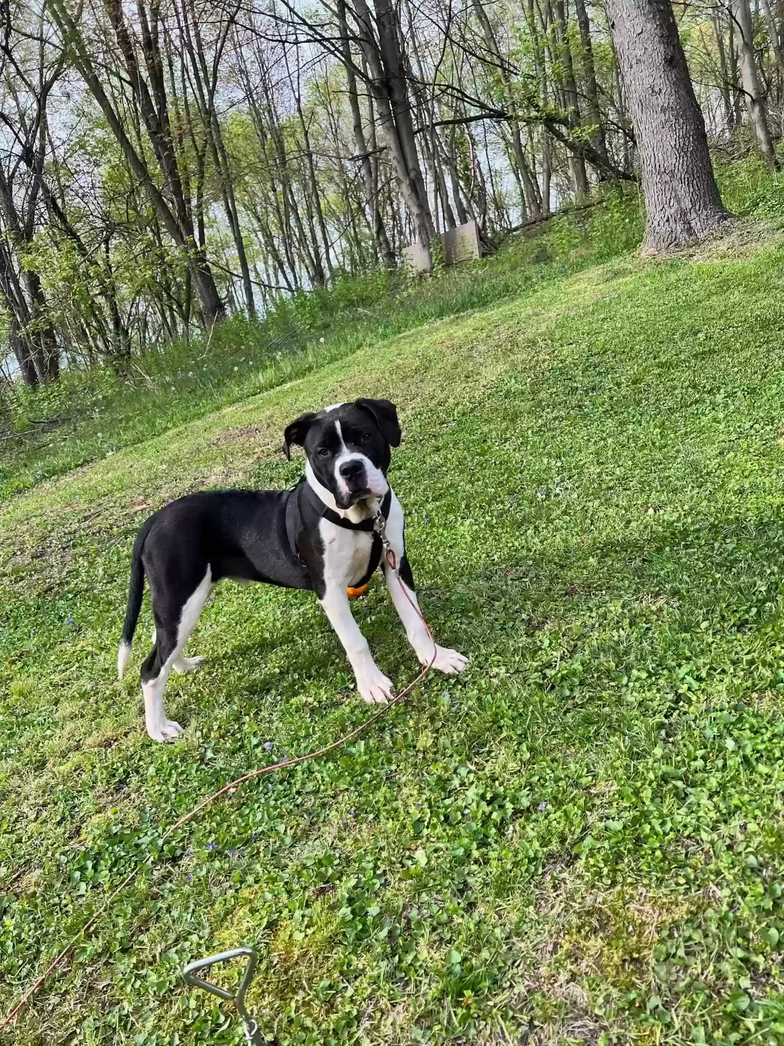 adoptable Dog in Canton,OH named Loki
