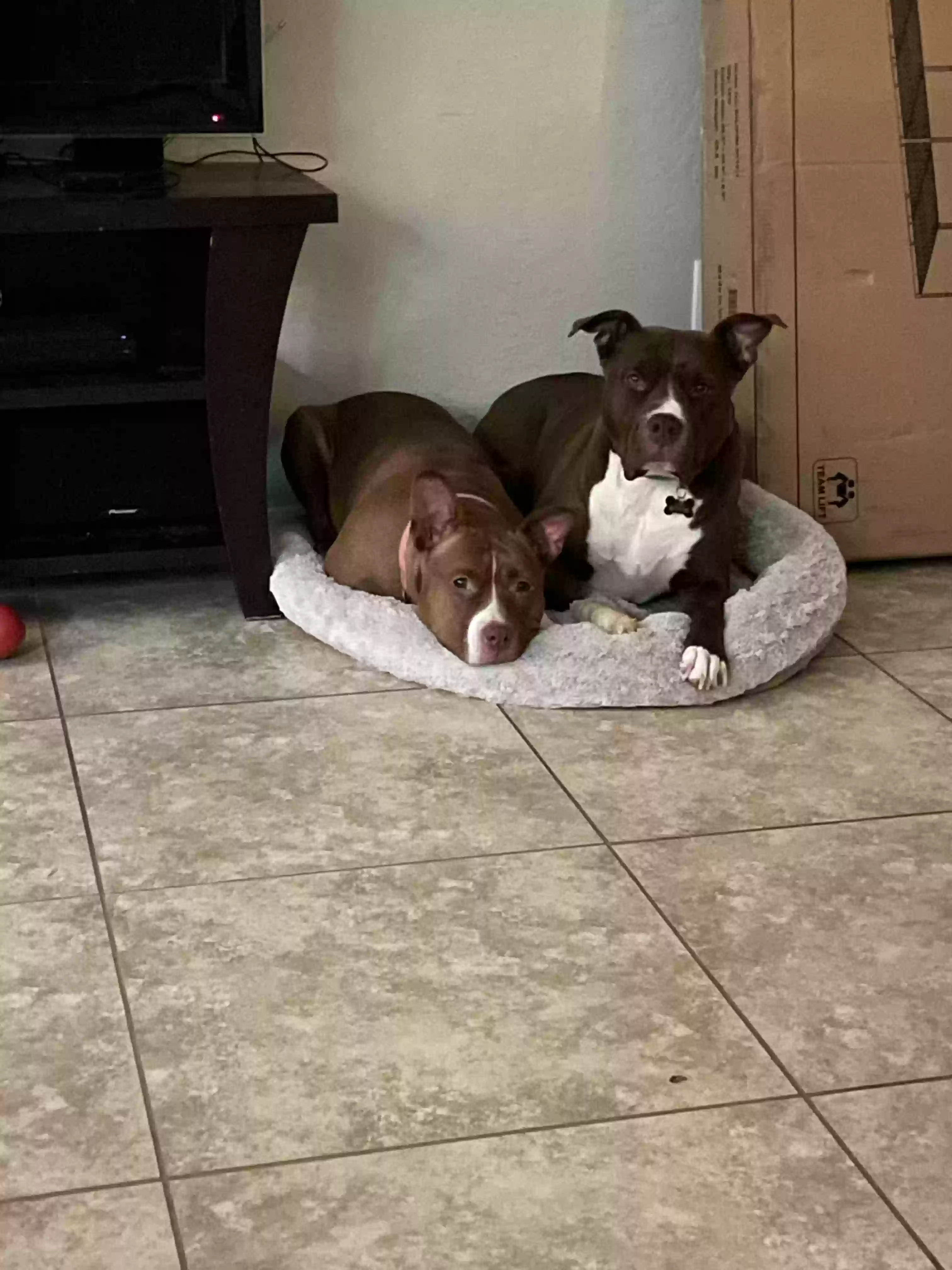 adoptable Dog in Phoenix,AZ named Lola and Loki