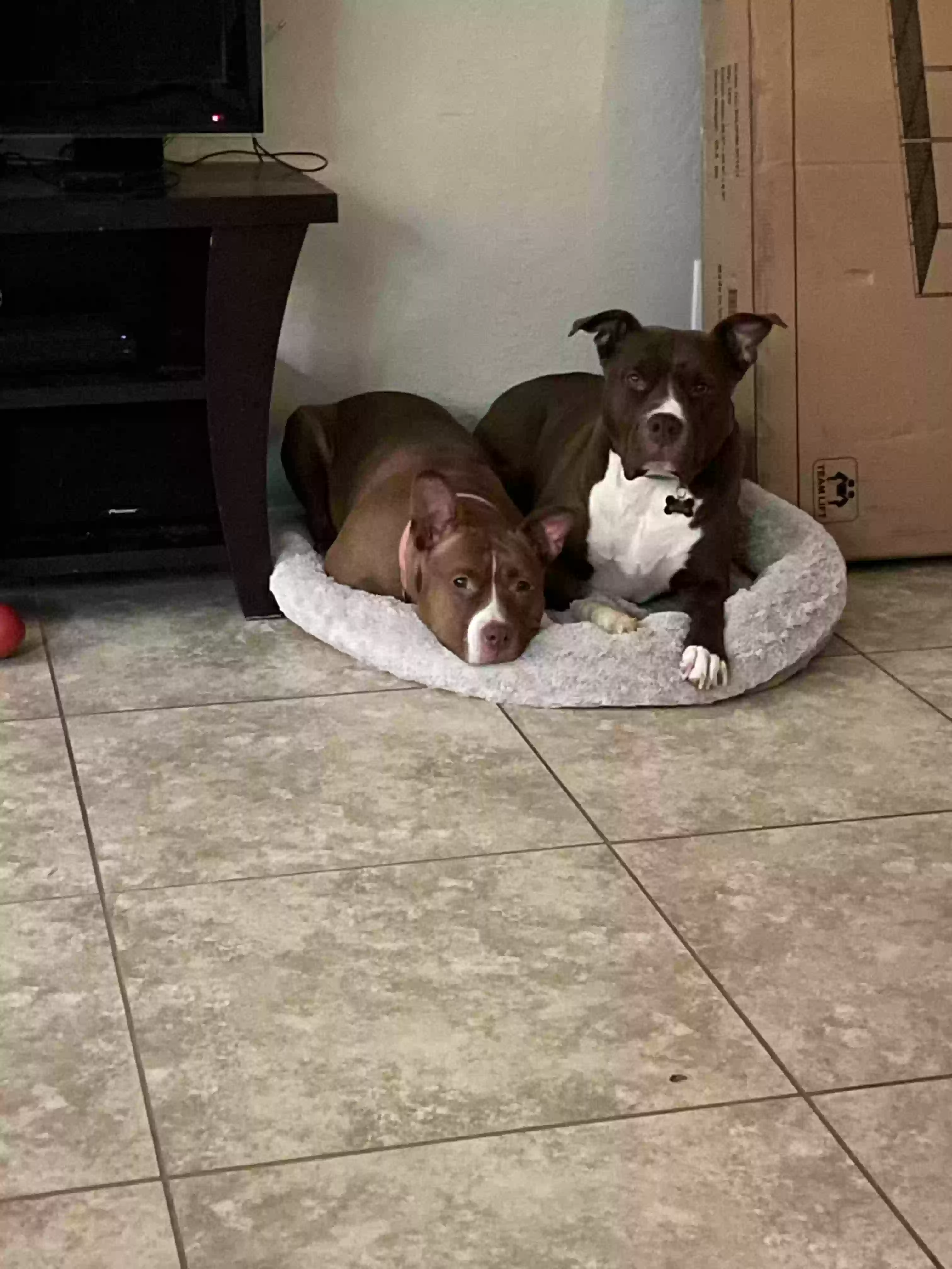 Pitbull Breeders Arizona - pxarnya