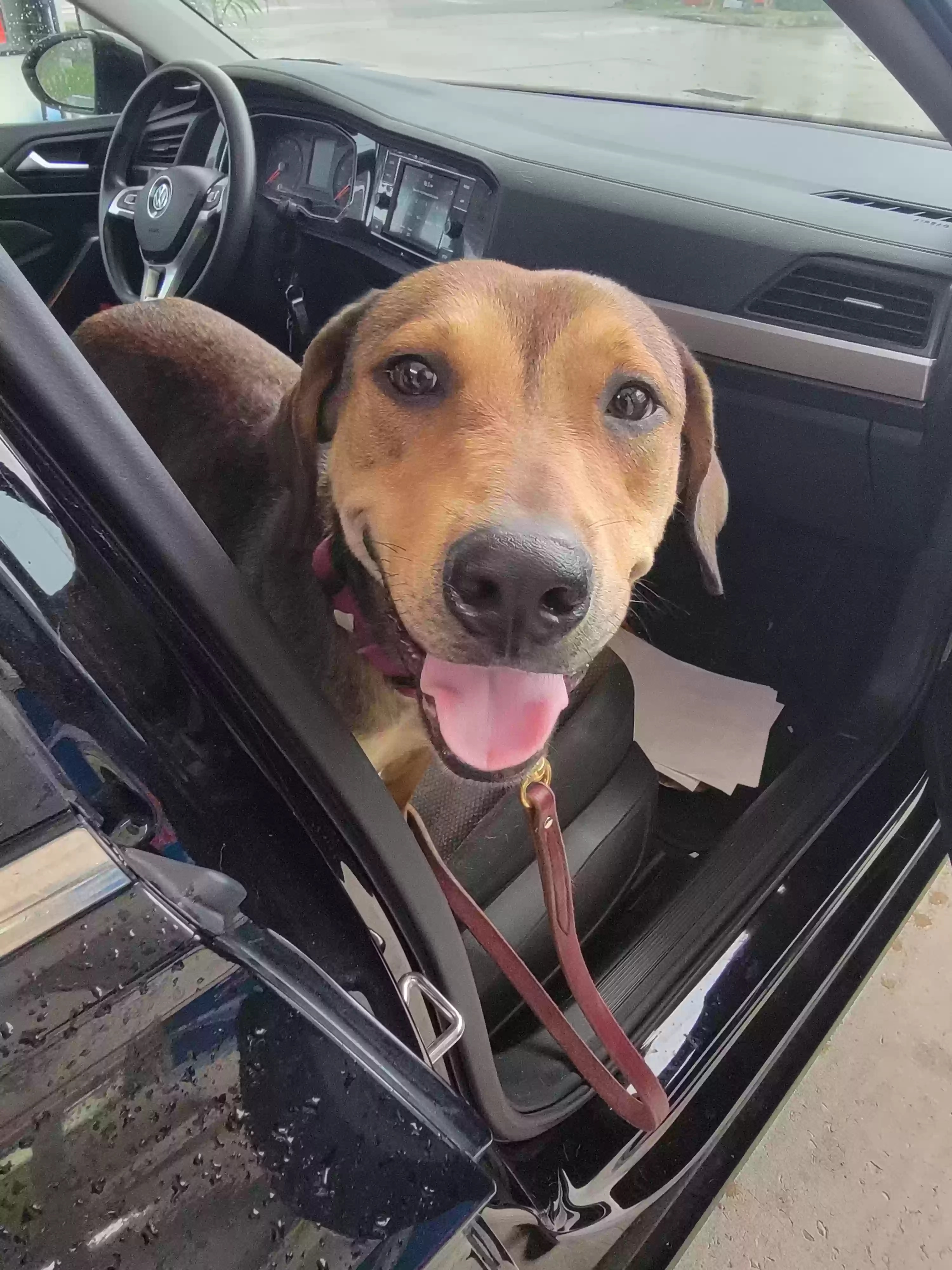adoptable Dog in Hollywood,FL named Bella