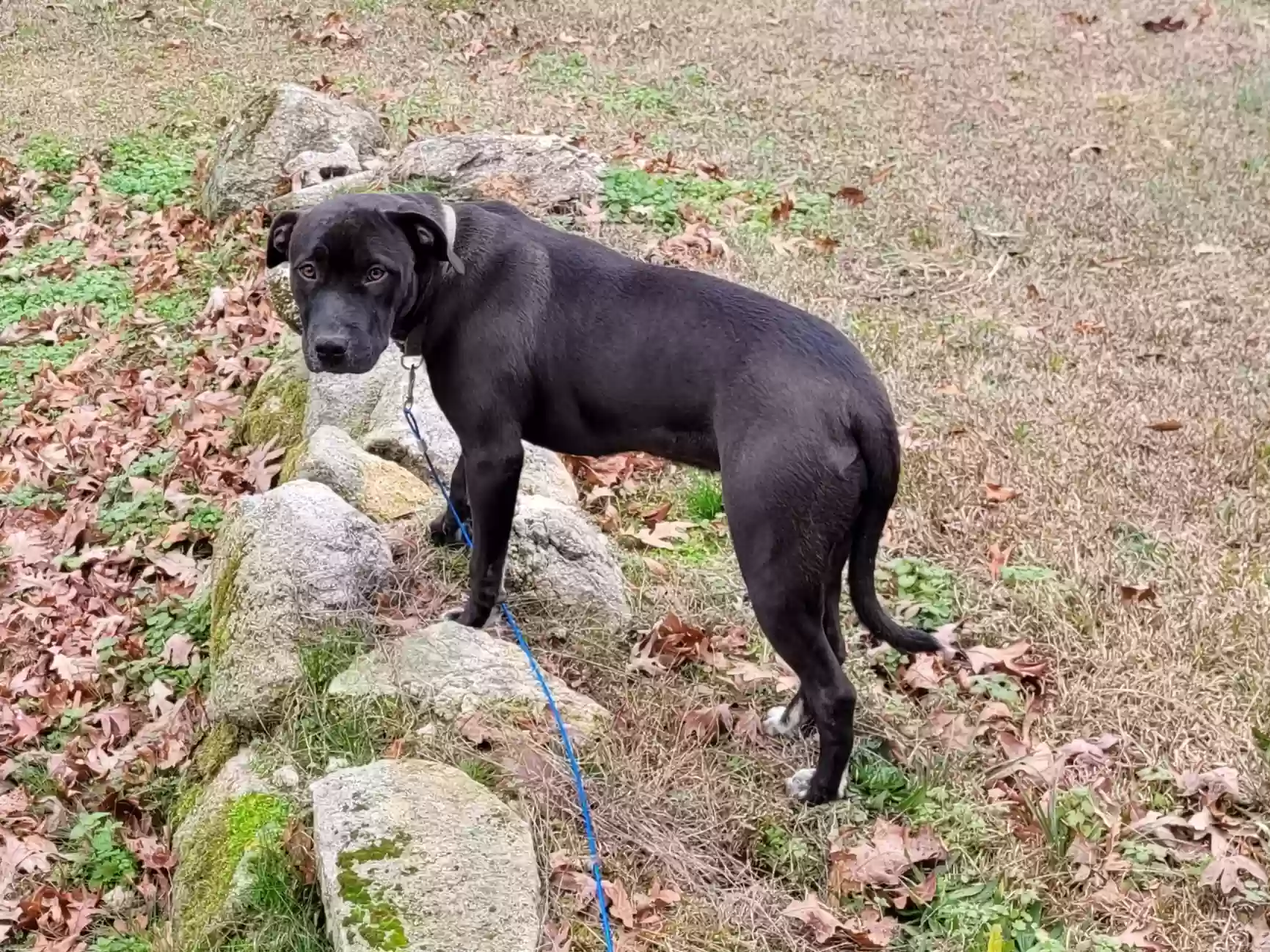 adoptable Dog in Washington,GA named Unknown but calling her Raven