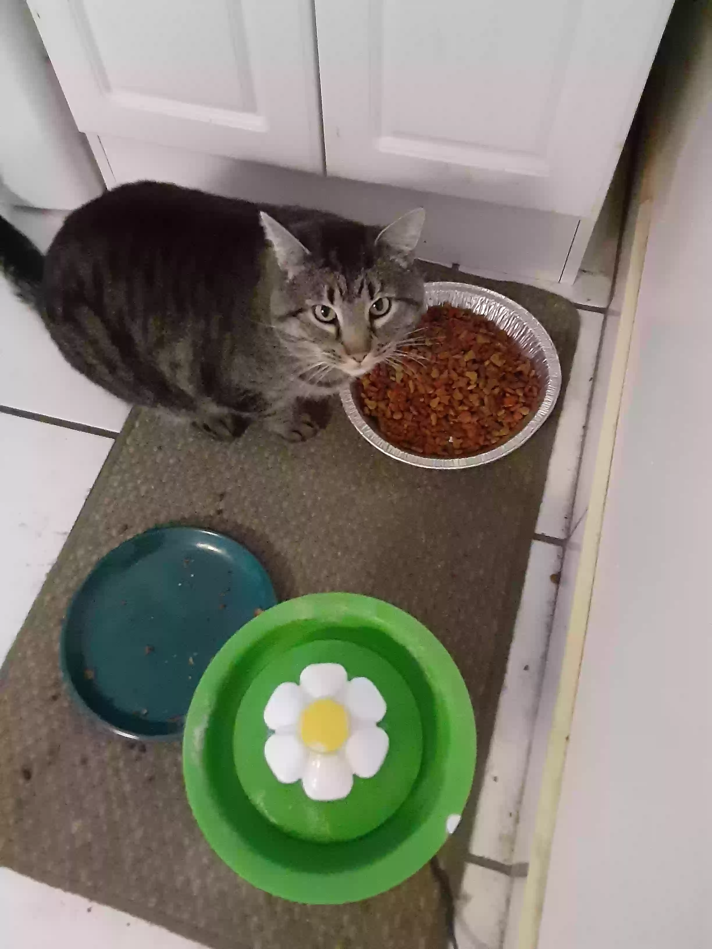 adoptable Cat in Salt Lake City,UT named No name