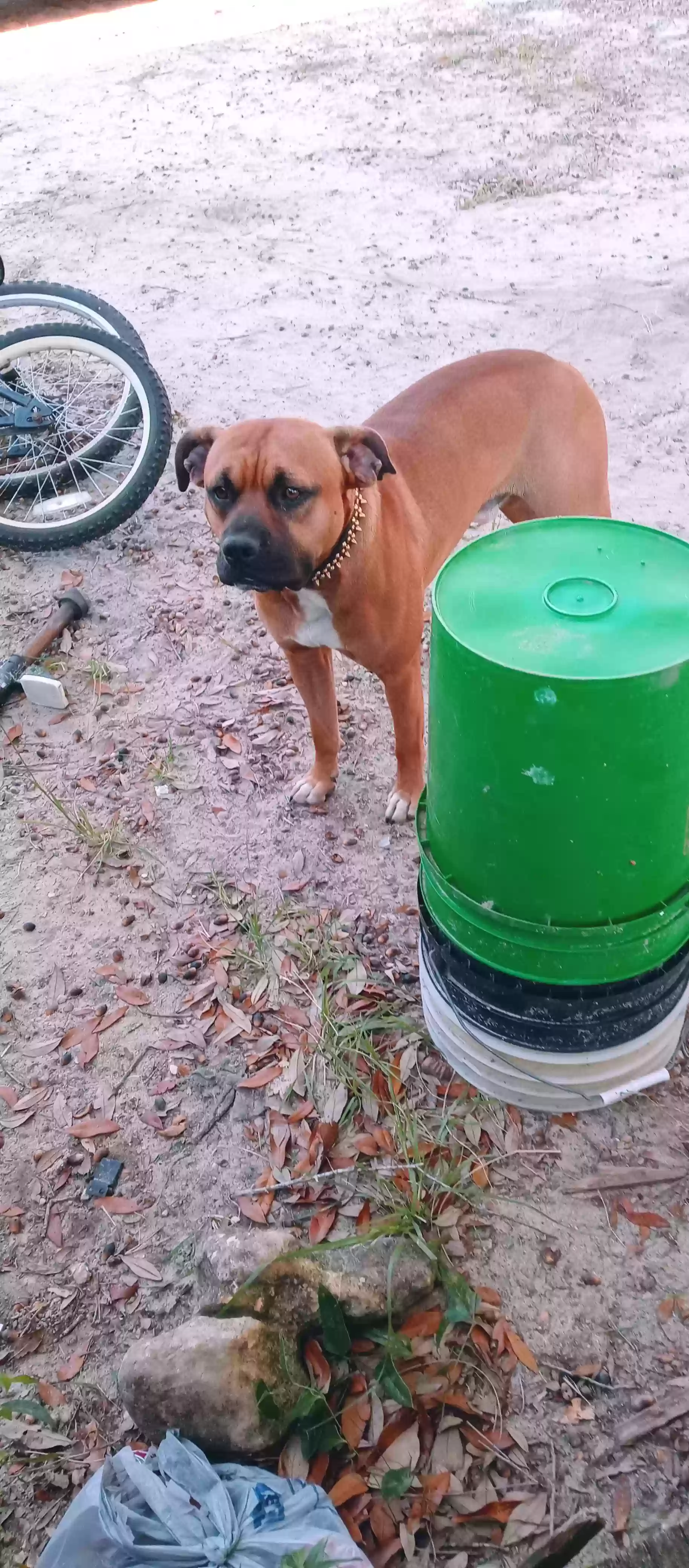 adoptable Dog in Grand Ridge,FL named Brutus