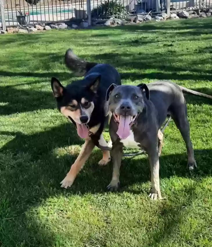 adoptable Dog in Wilton,CA named Rex-E-Boy