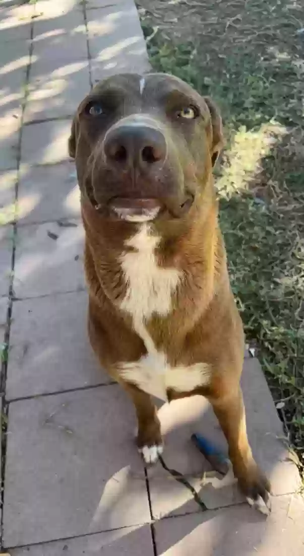 adoptable Dog in Brownsville,TX named Paco