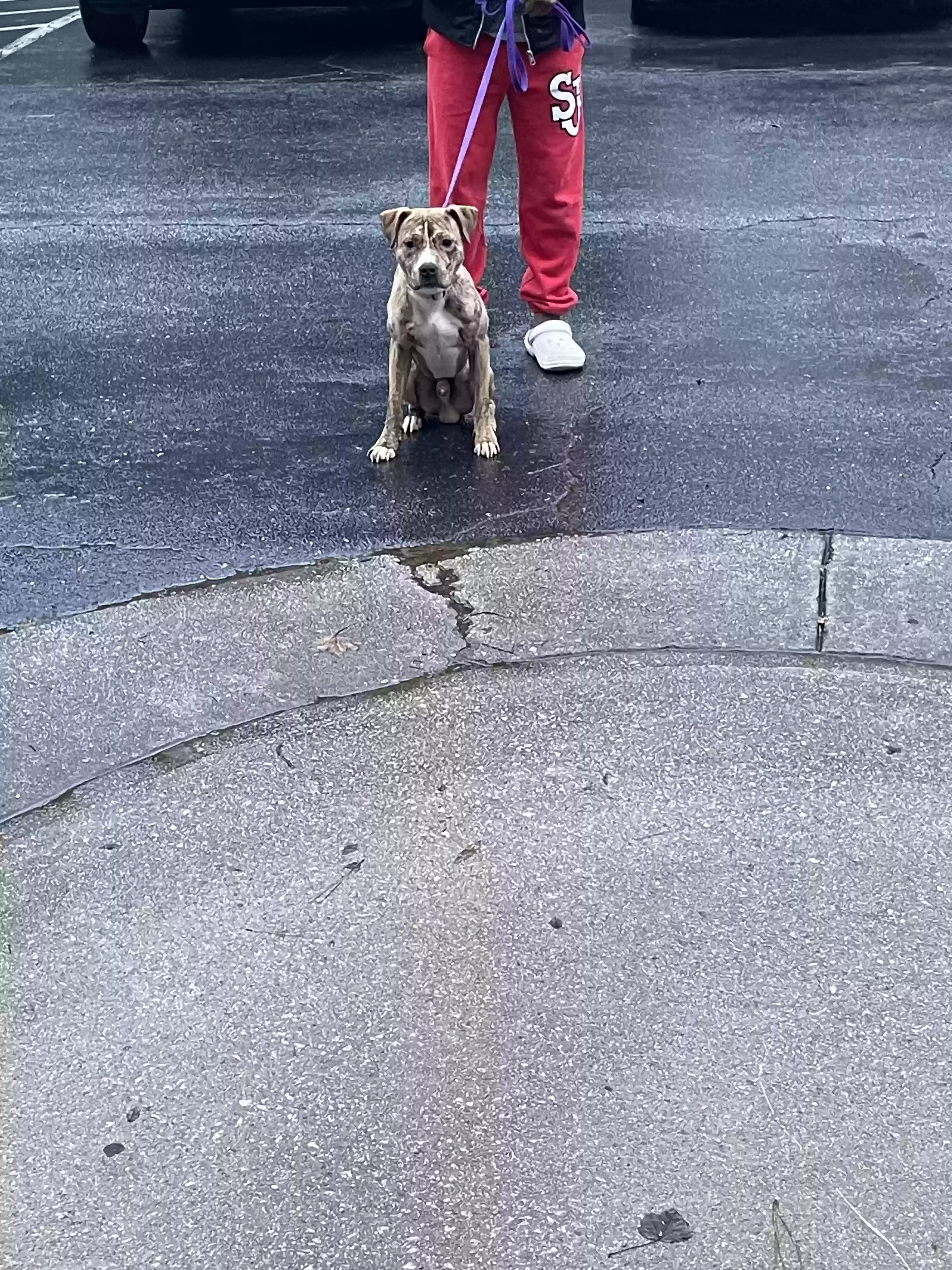 adoptable Dog in Lithia Springs,GA named Kane