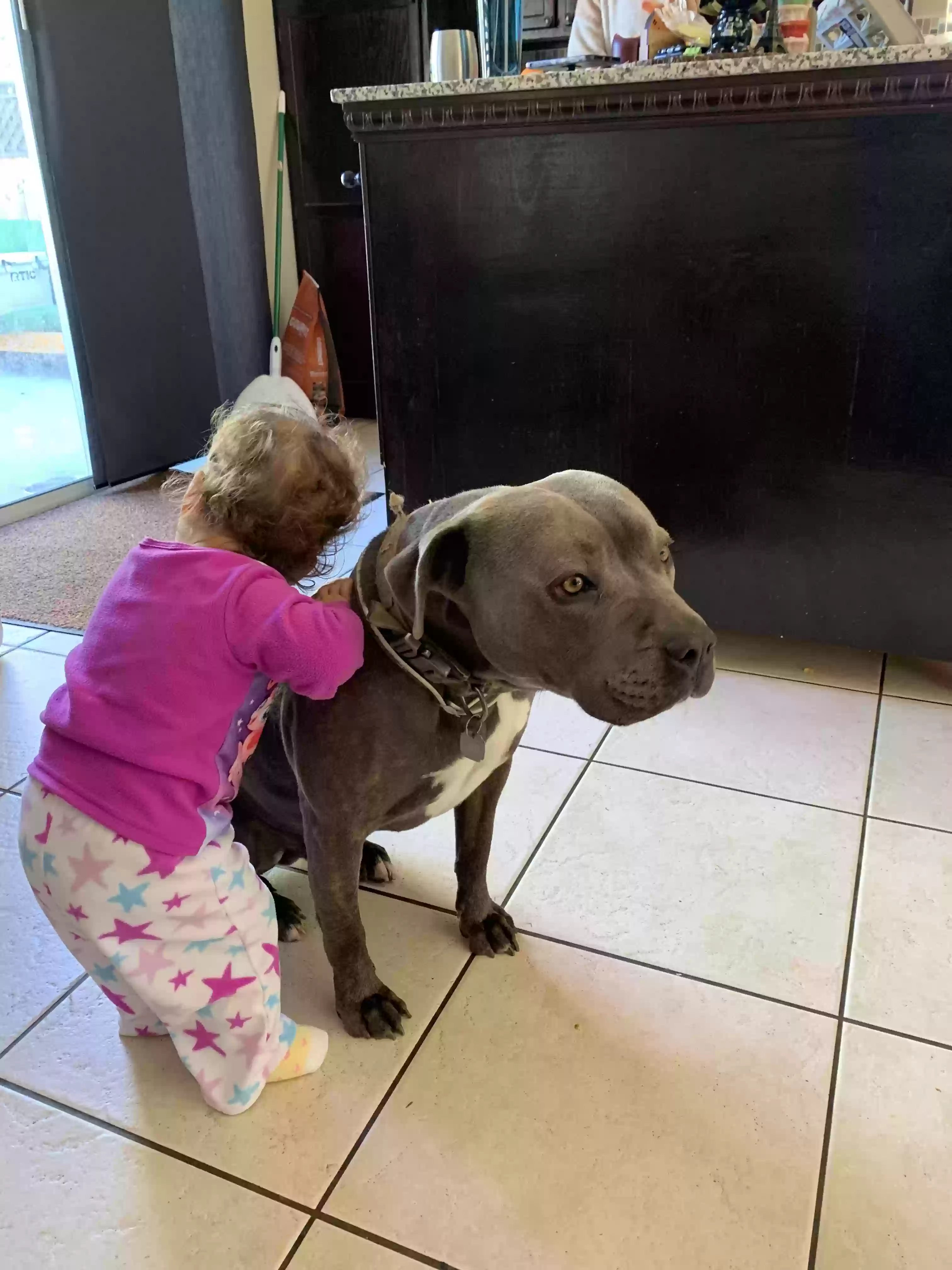 adoptable Dog in Salinas,CA named Kilo