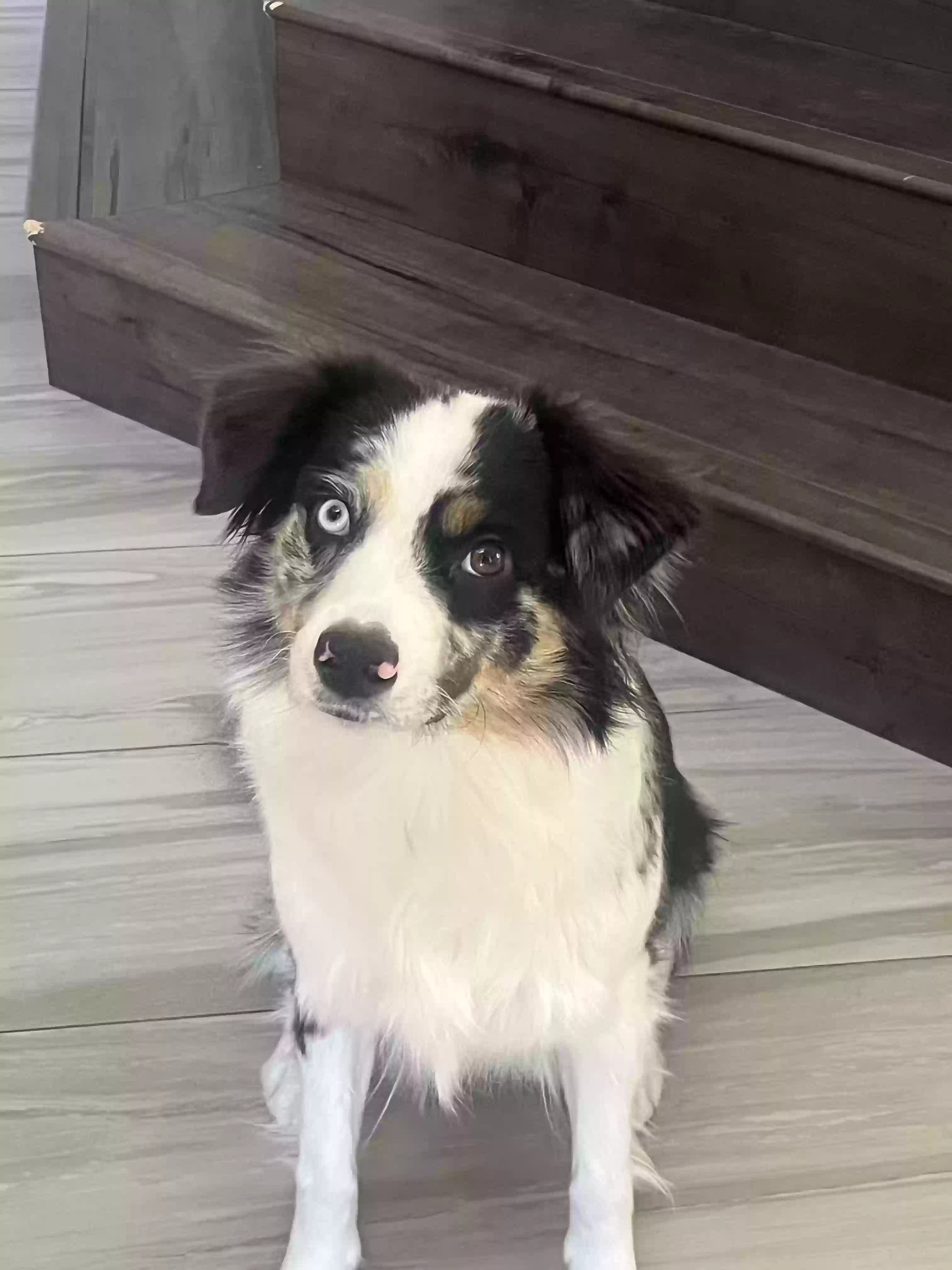 adoptable Dog in Las Vegas,NV named Mochi