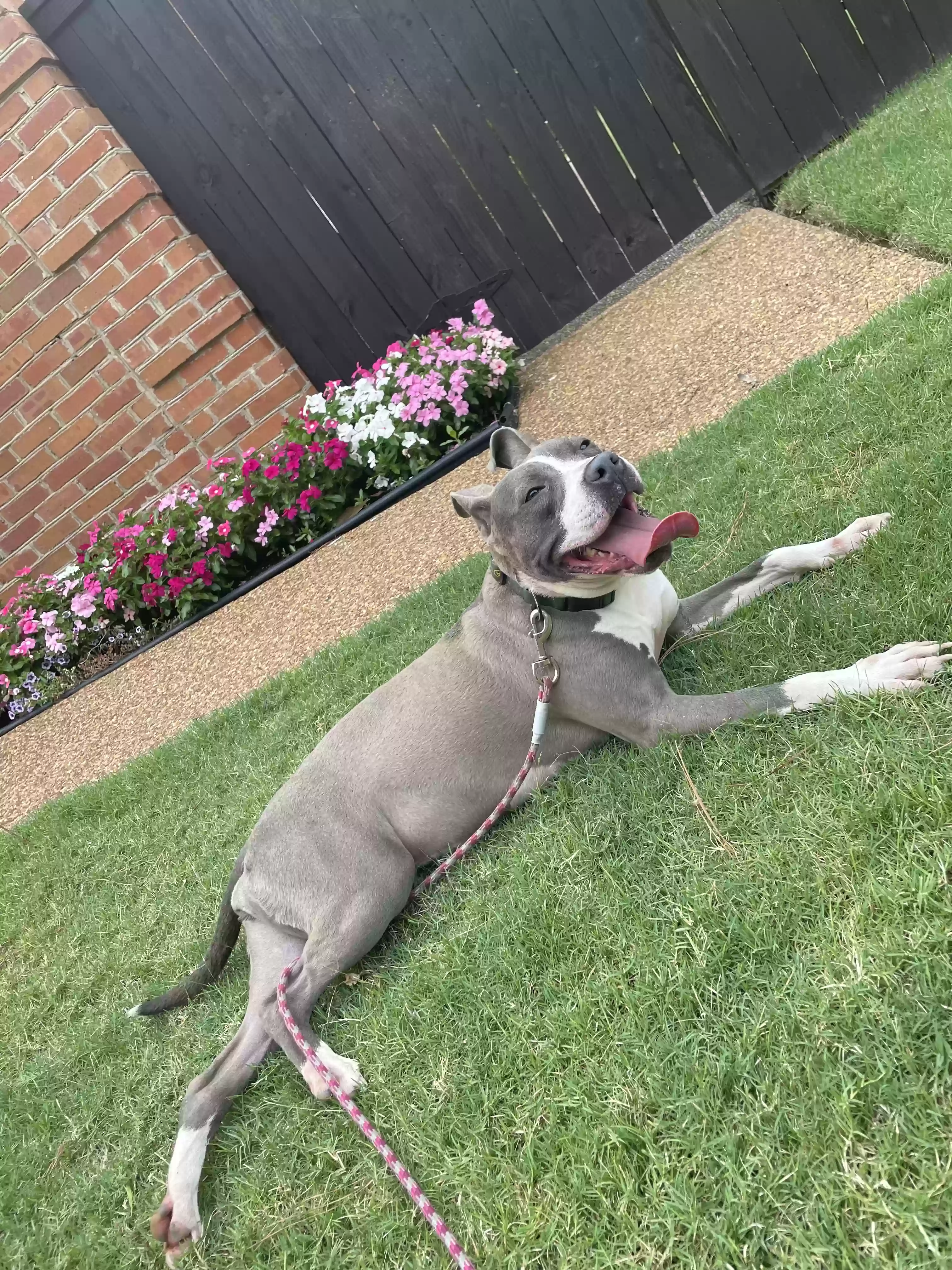adoptable Dog in Southaven,MS named Mia