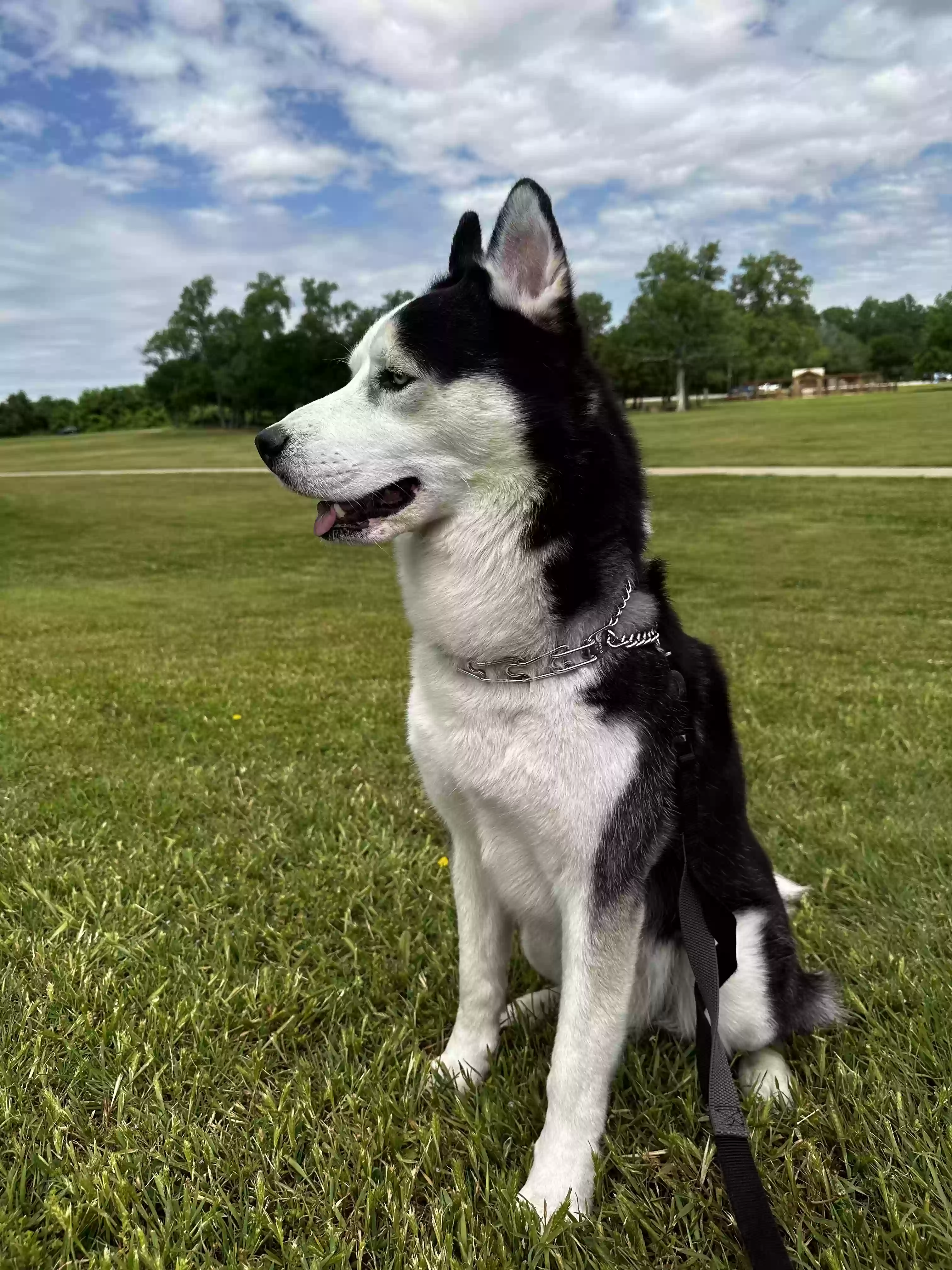 adoptable Dog in Arlington,TX named Leo