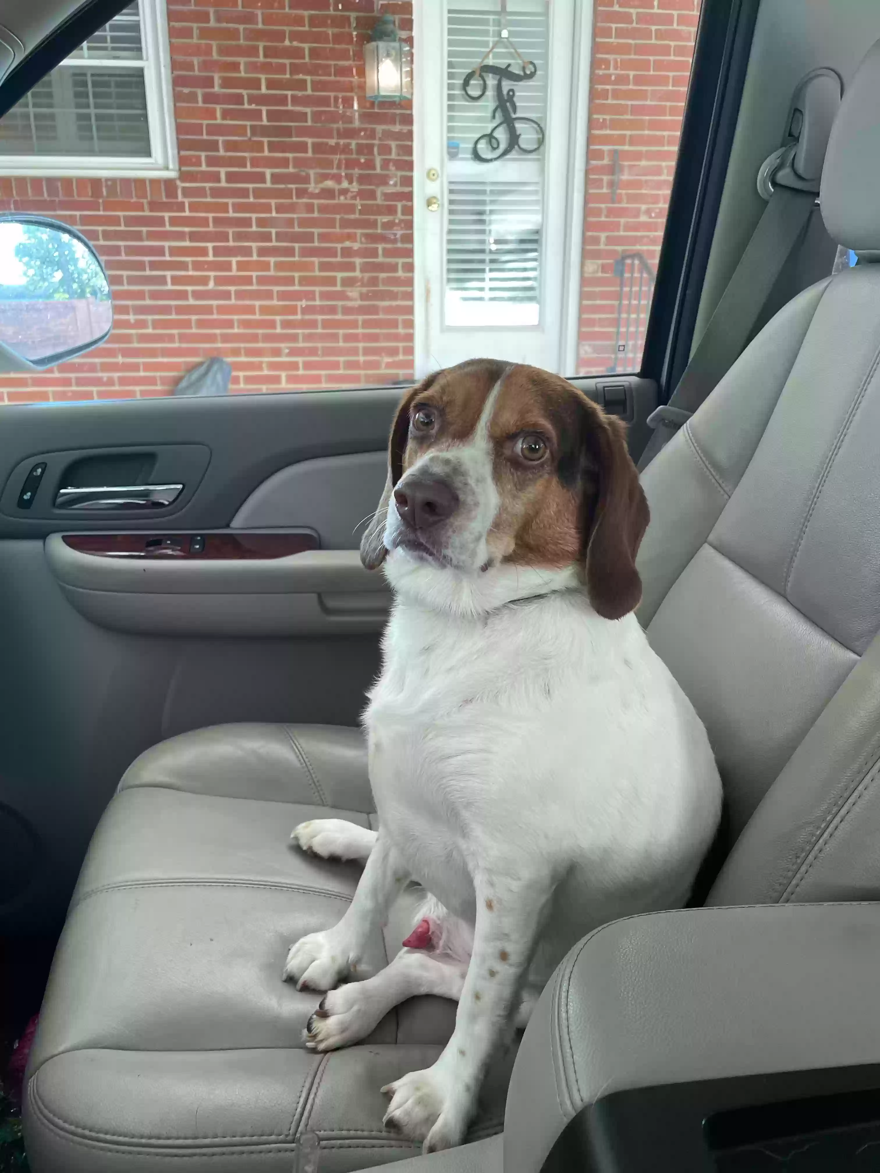 adoptable Dog in Augusta,GA named Finn