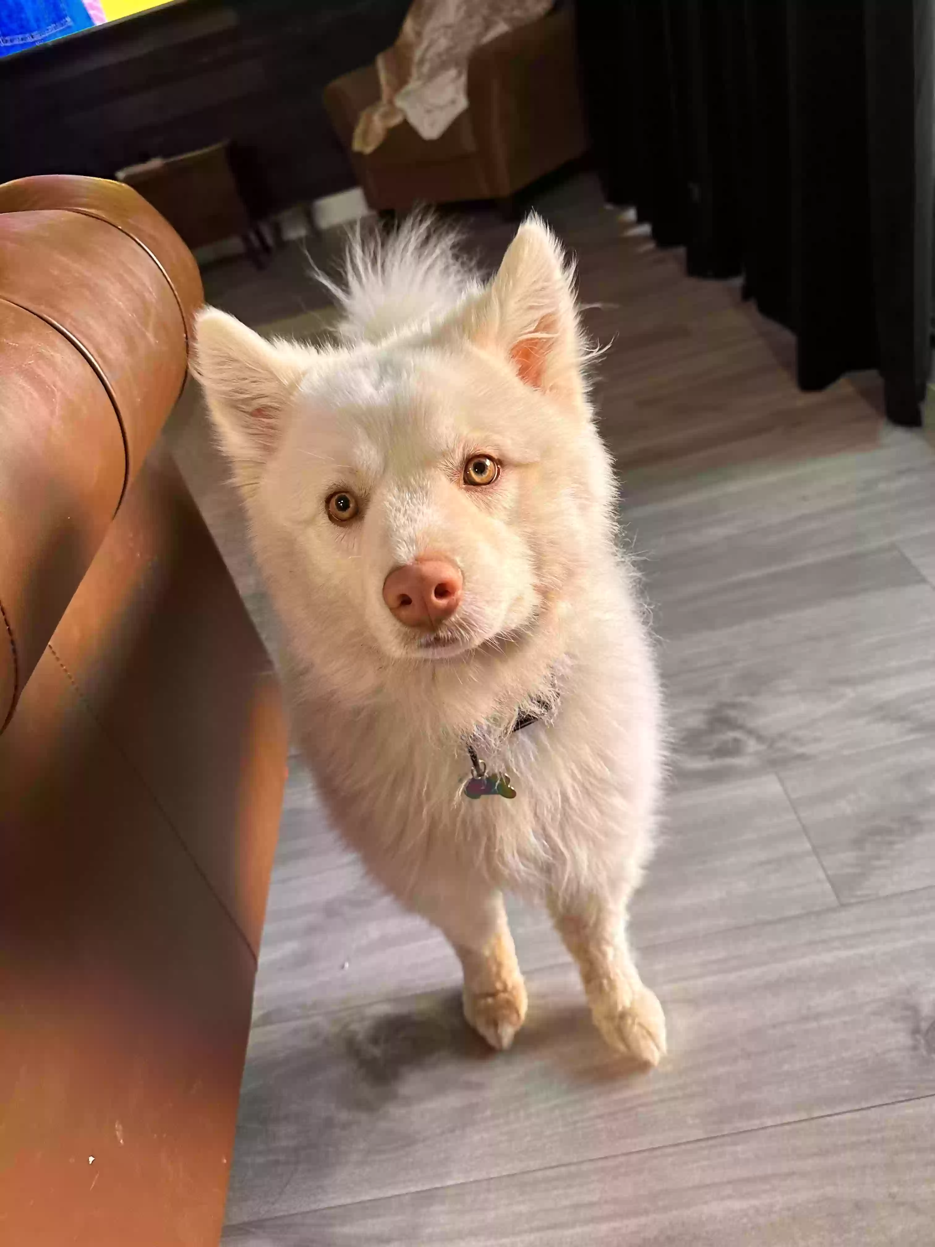 adoptable Dog in Las Vegas,NV named Yeti