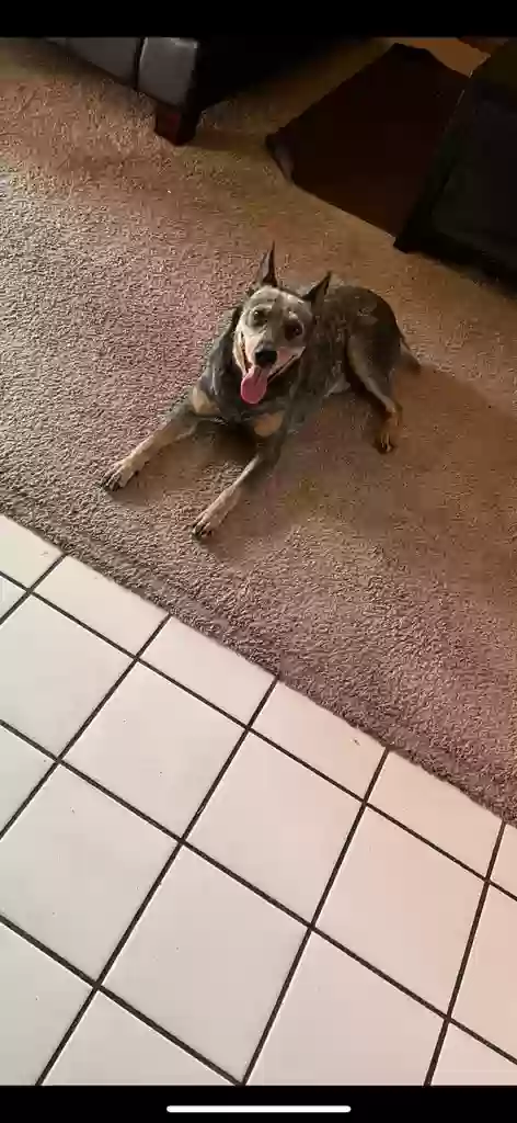 adoptable Dog in Riverside,CA named Kilo