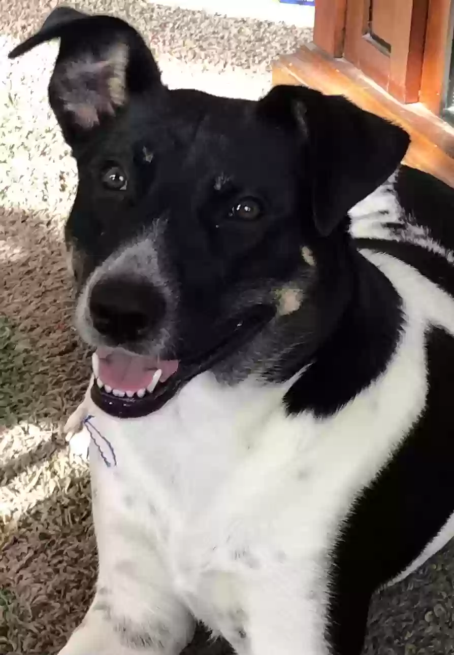 adoptable Dog in Bakersfield,CA named Mandy (Amanda LaMonica)