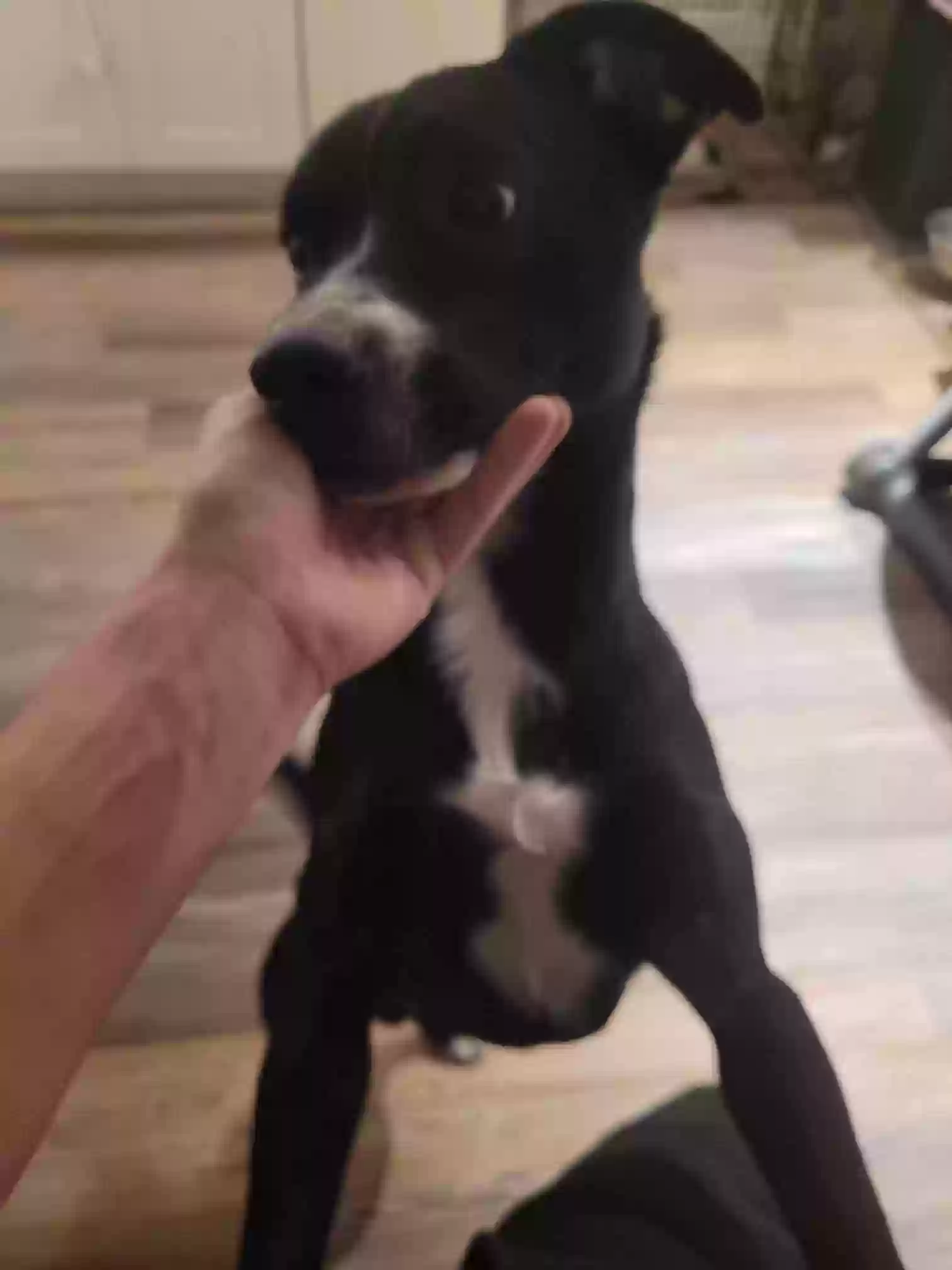 adoptable Dog in Hudson,FL named Oreo