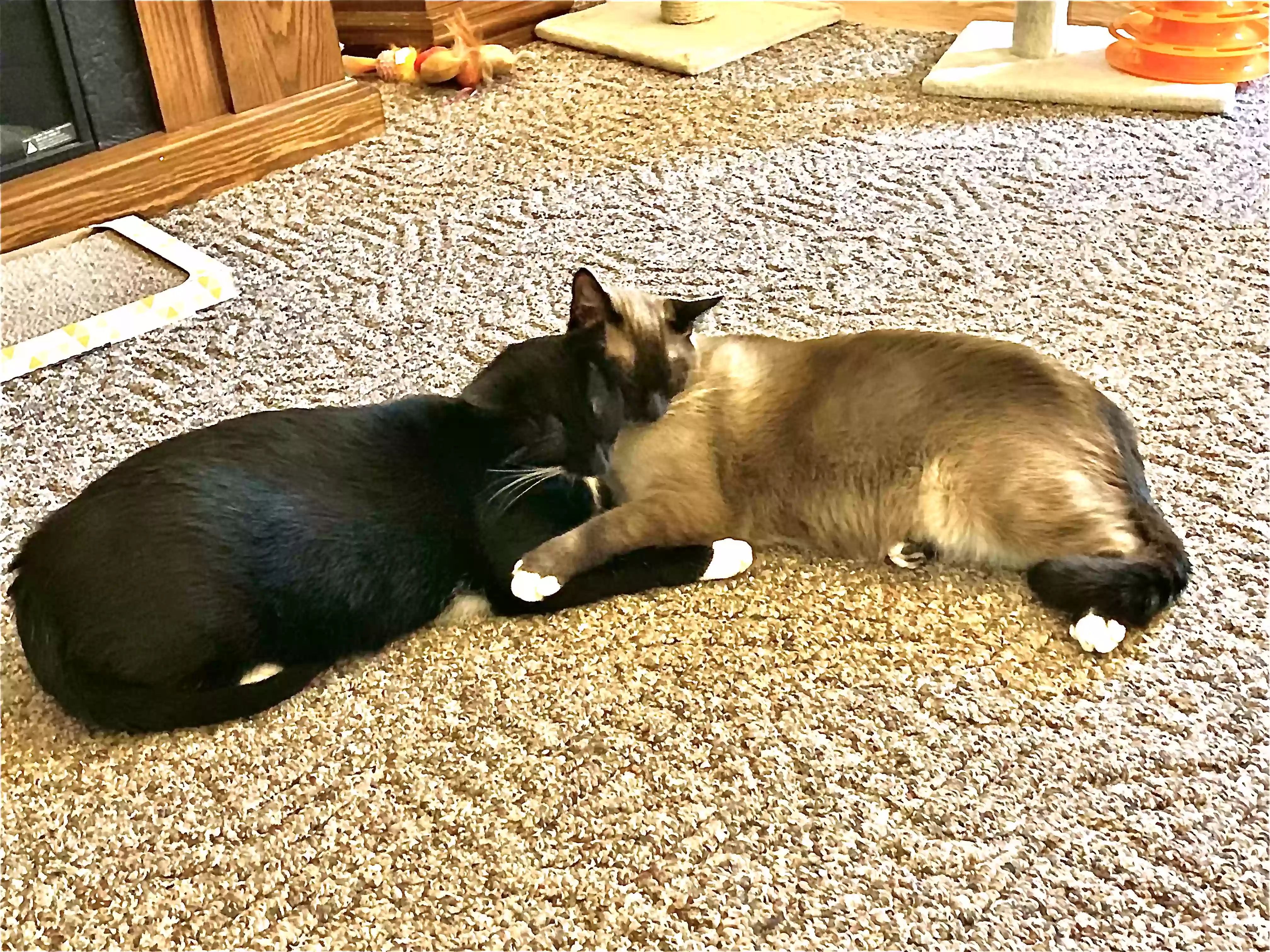 adoptable Cat in Mountain Home,AR named Frankie and Sammie