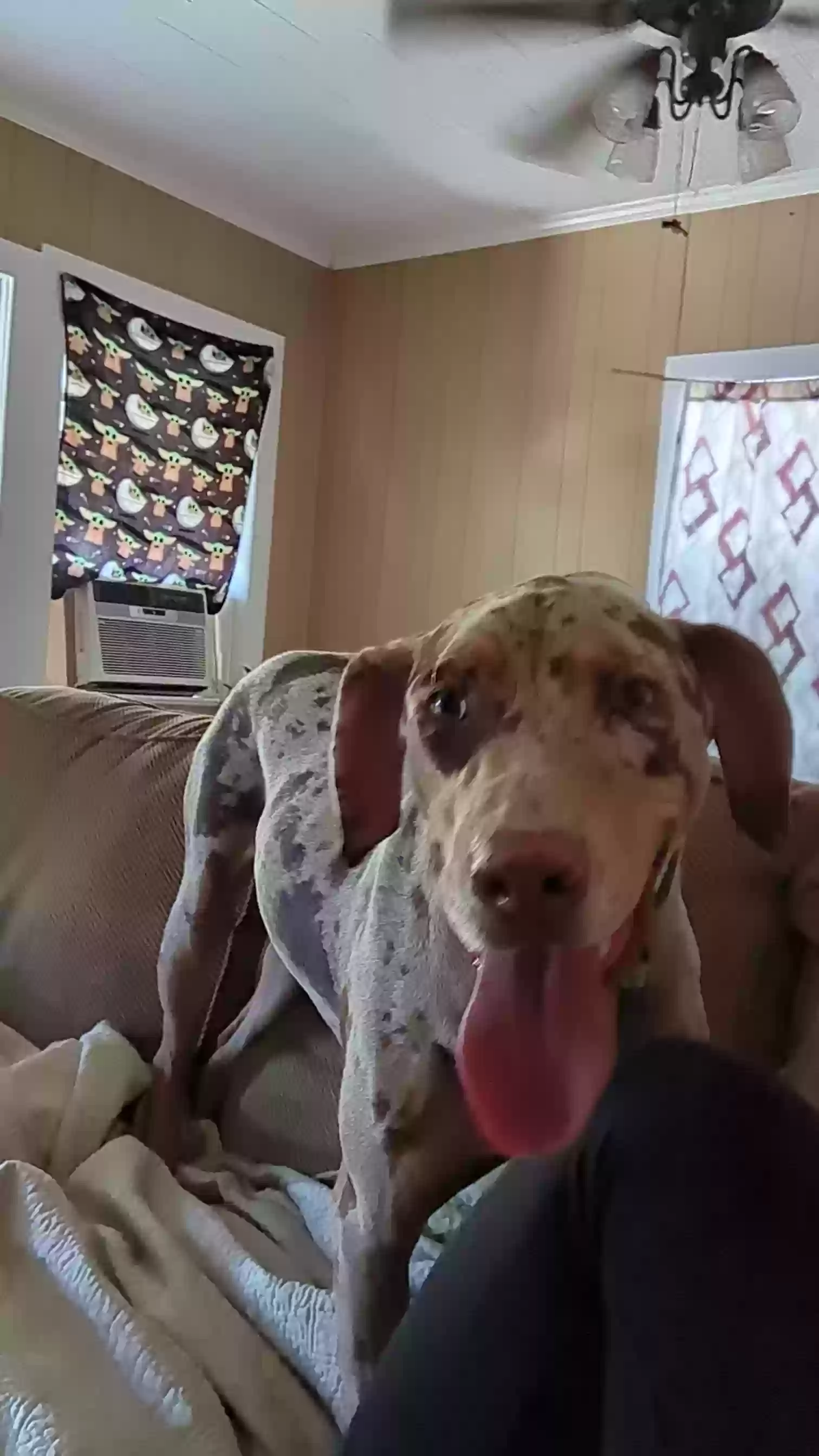 adoptable Dog in Kaplan,LA named Toast