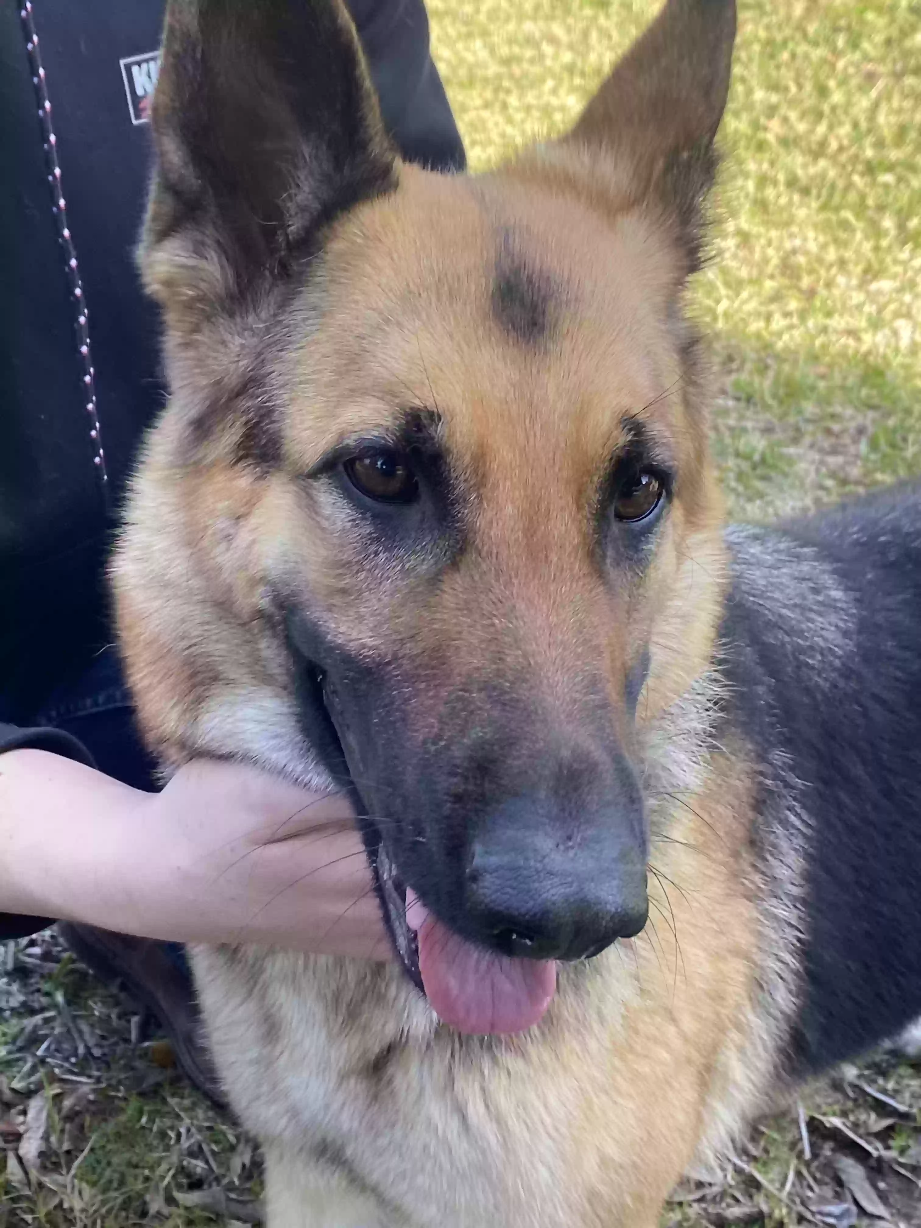 adoptable Dog in Lewisville,TX named Suki