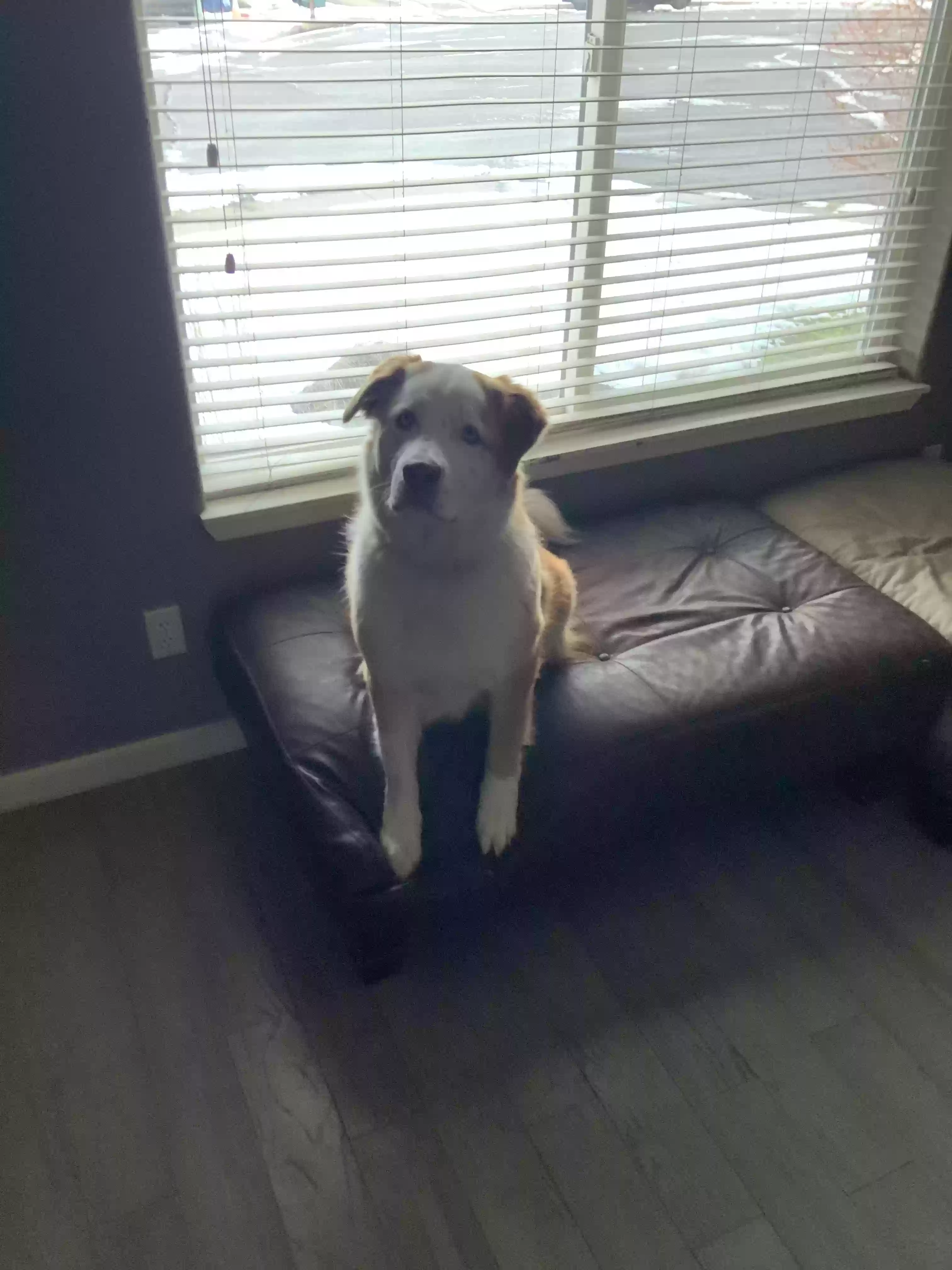 adoptable Dog in Post Falls,ID named BoBo