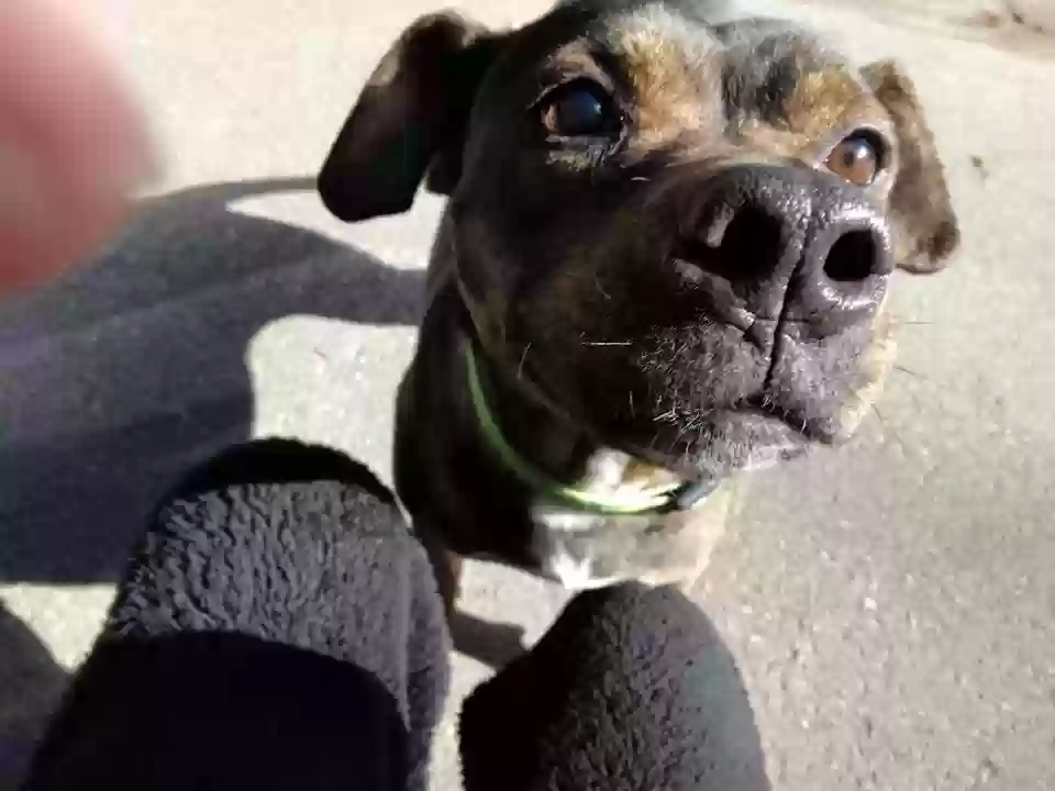adoptable Dog in Crestline,CA named Lila