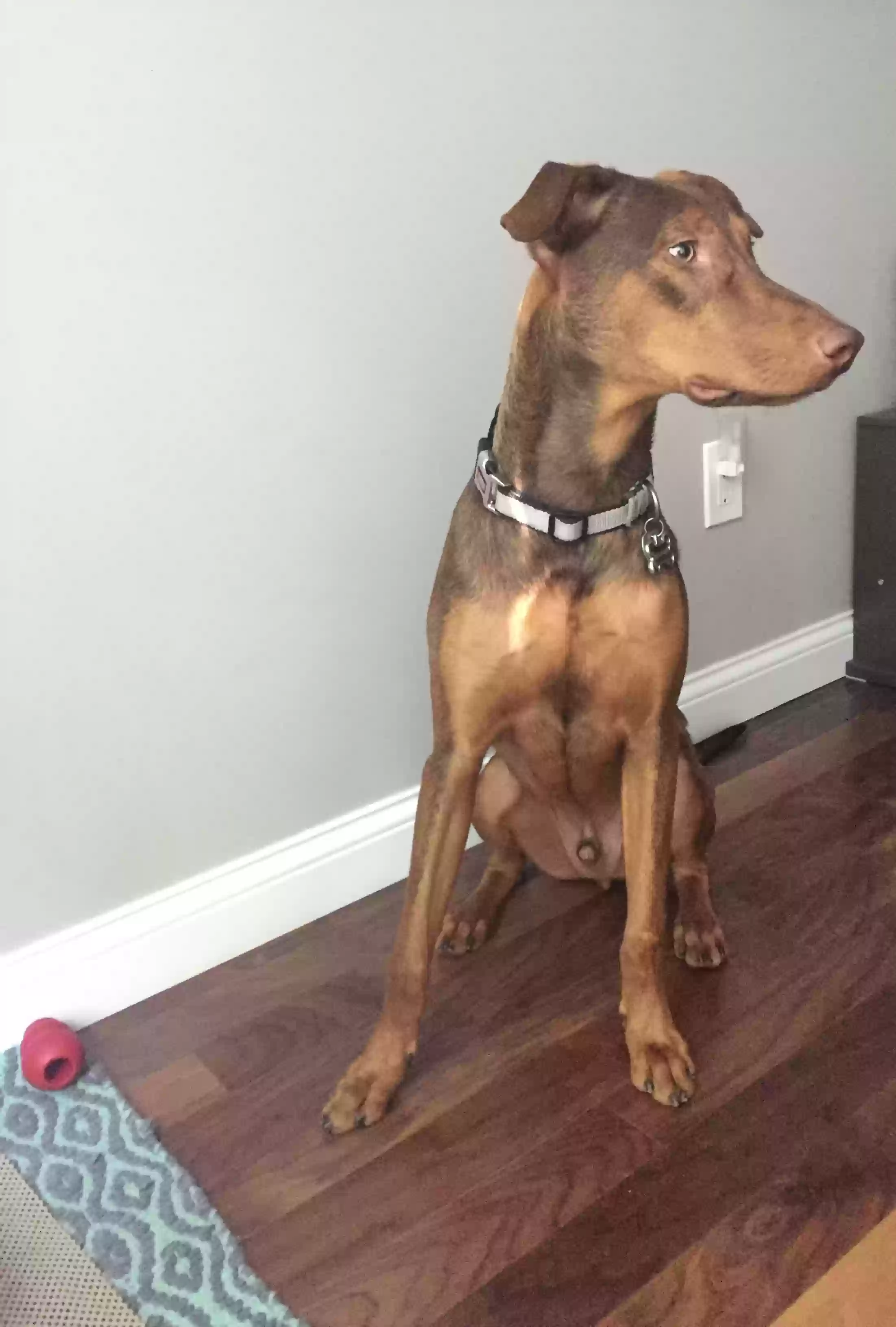 adoptable Dog in Cincinnati,OH named Giovanni (Gio)