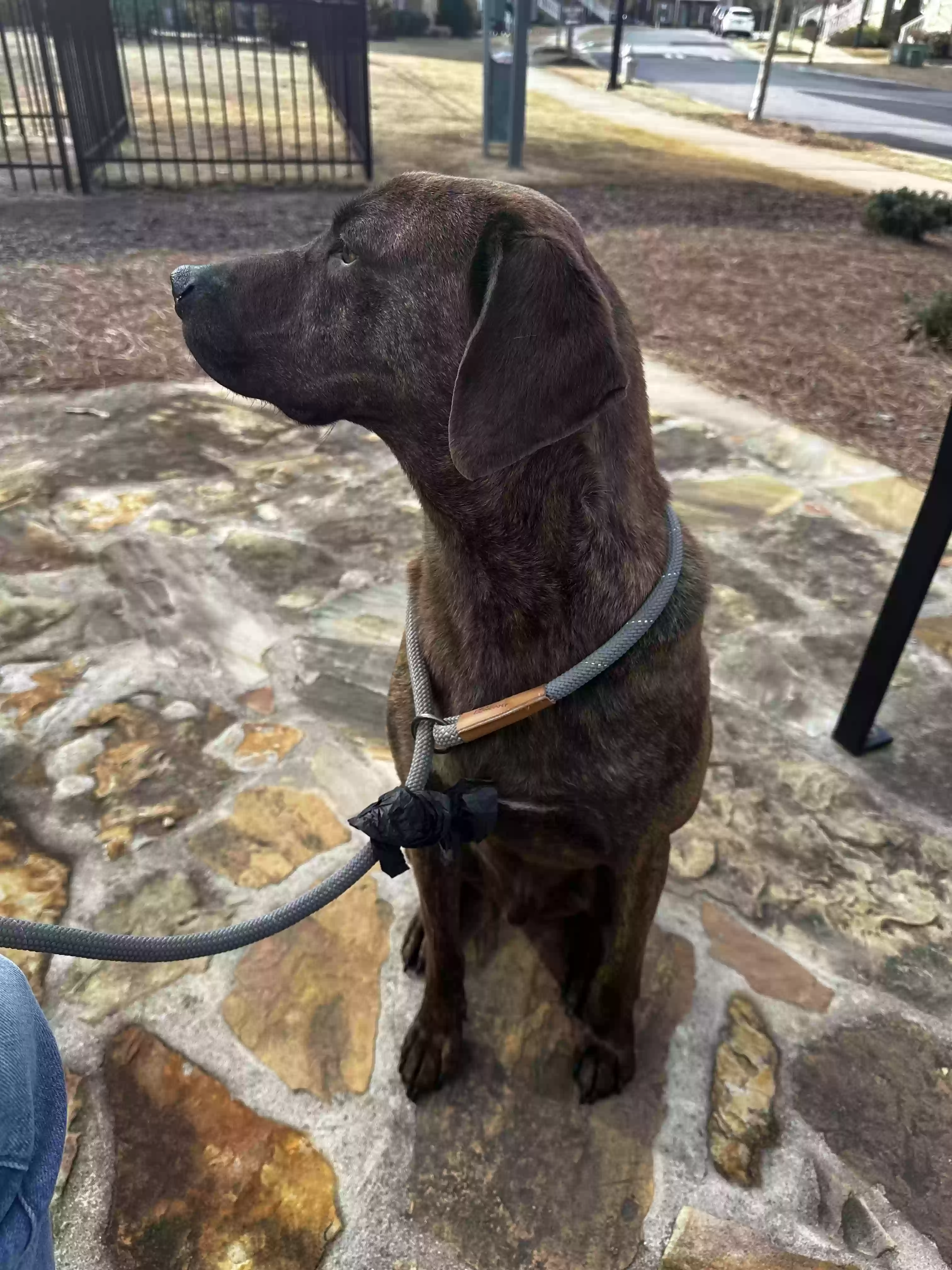 adoptable Dog in Alpharetta,GA named Bolt