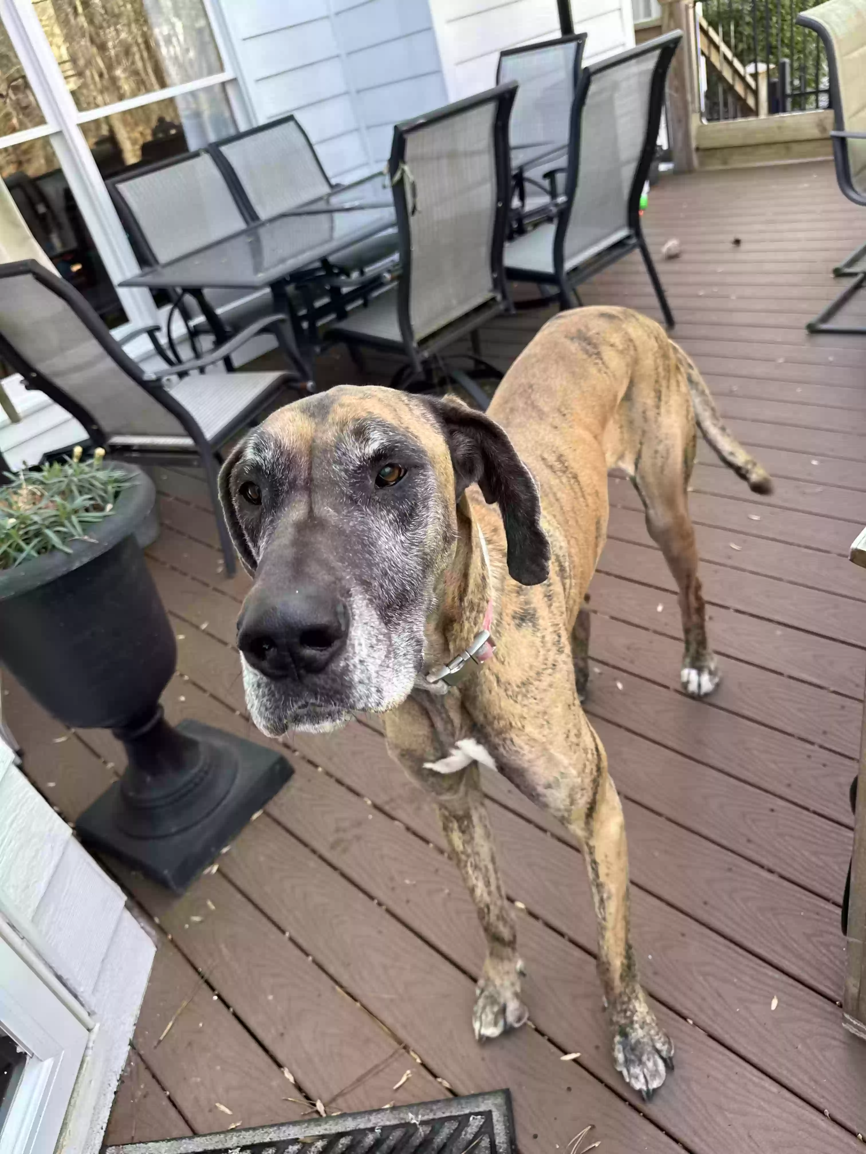 adoptable Dog in Cumming,GA named Tyga