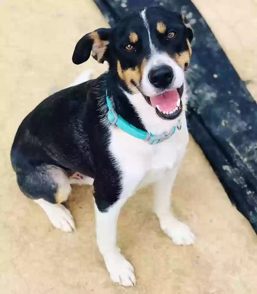 adoptable Dog in Dacono,CO named Cooper