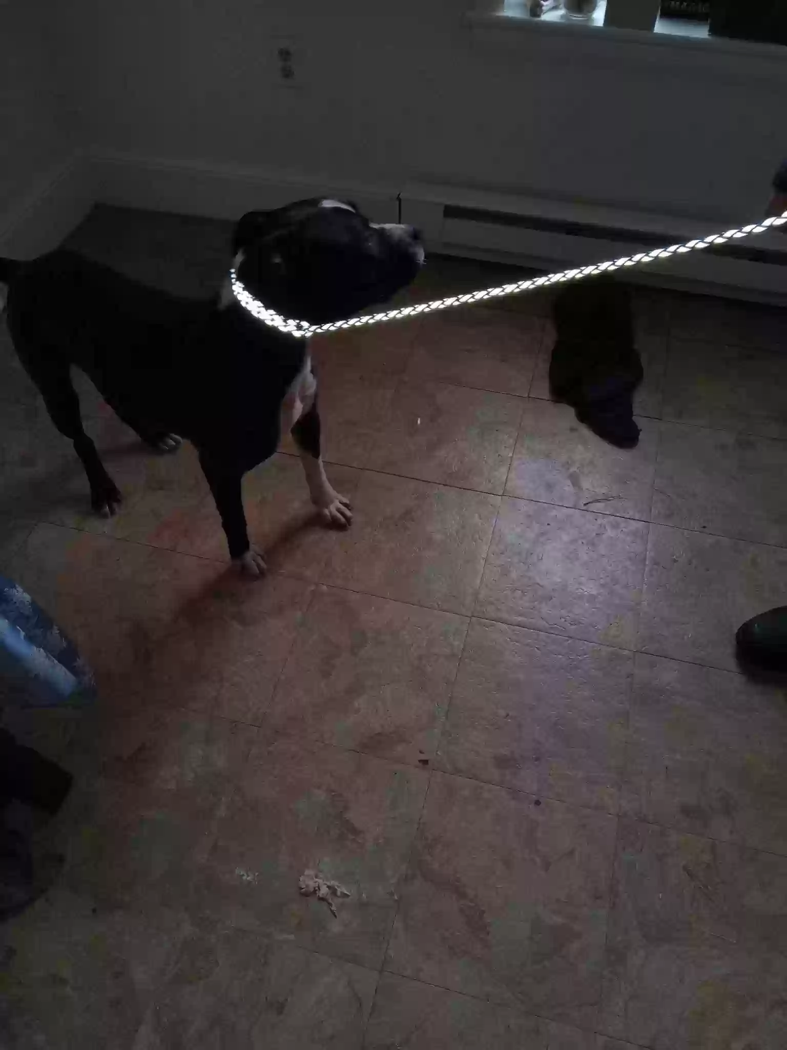 adoptable Dog in Martinsburg,WV named Oreo