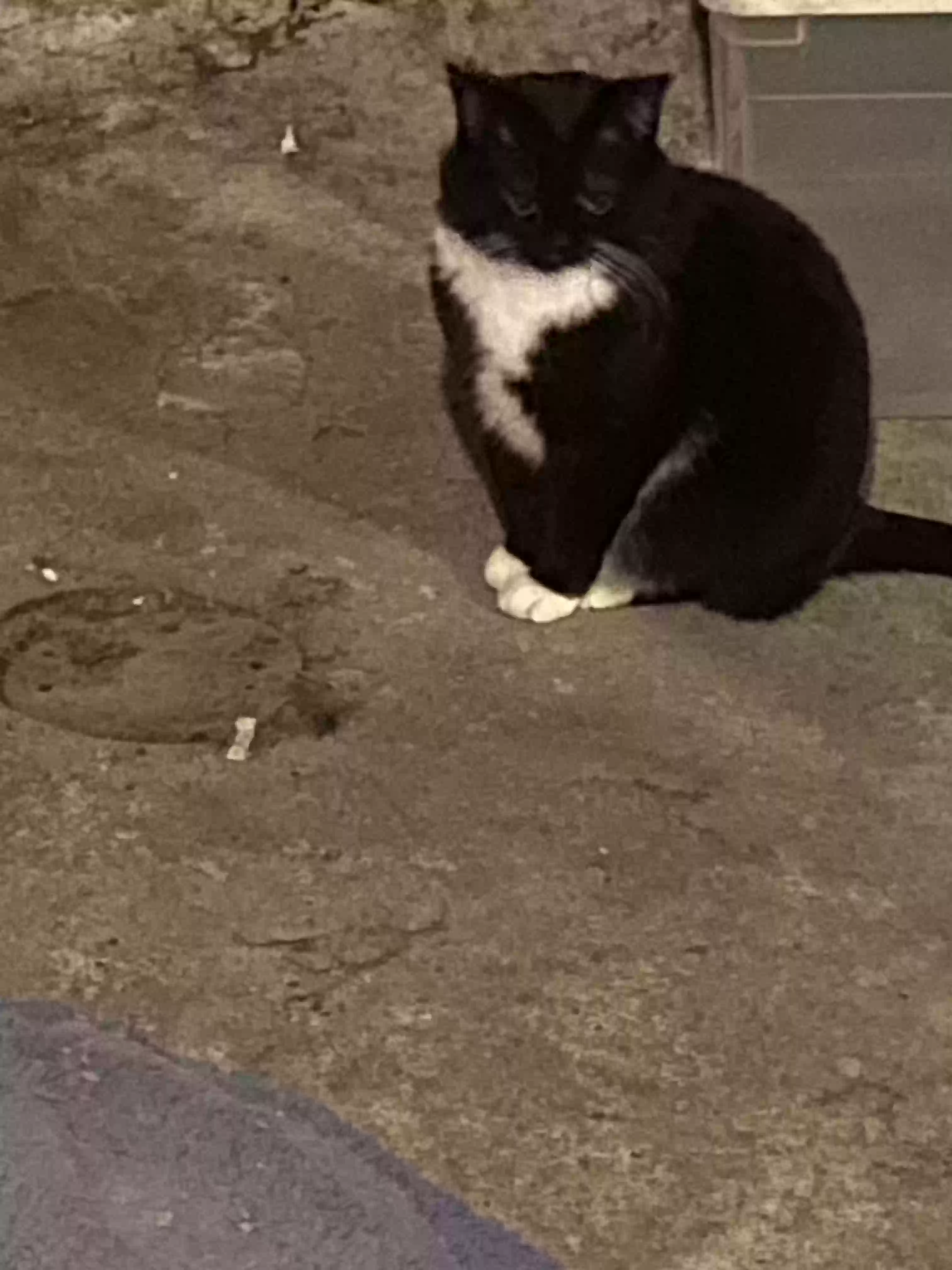 adoptable Cat in Saint Paul,MN named Sweet Pea