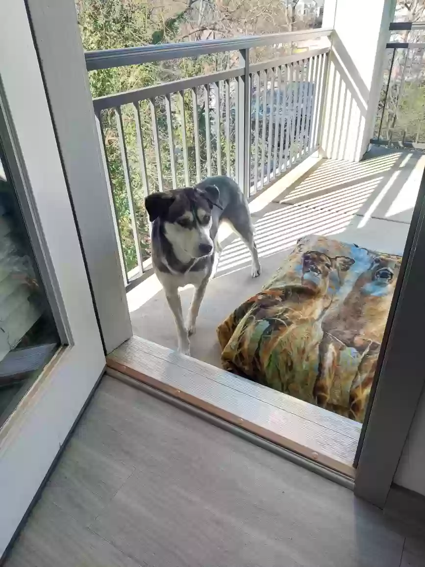 adoptable Dog in Atlanta,GA named Loki