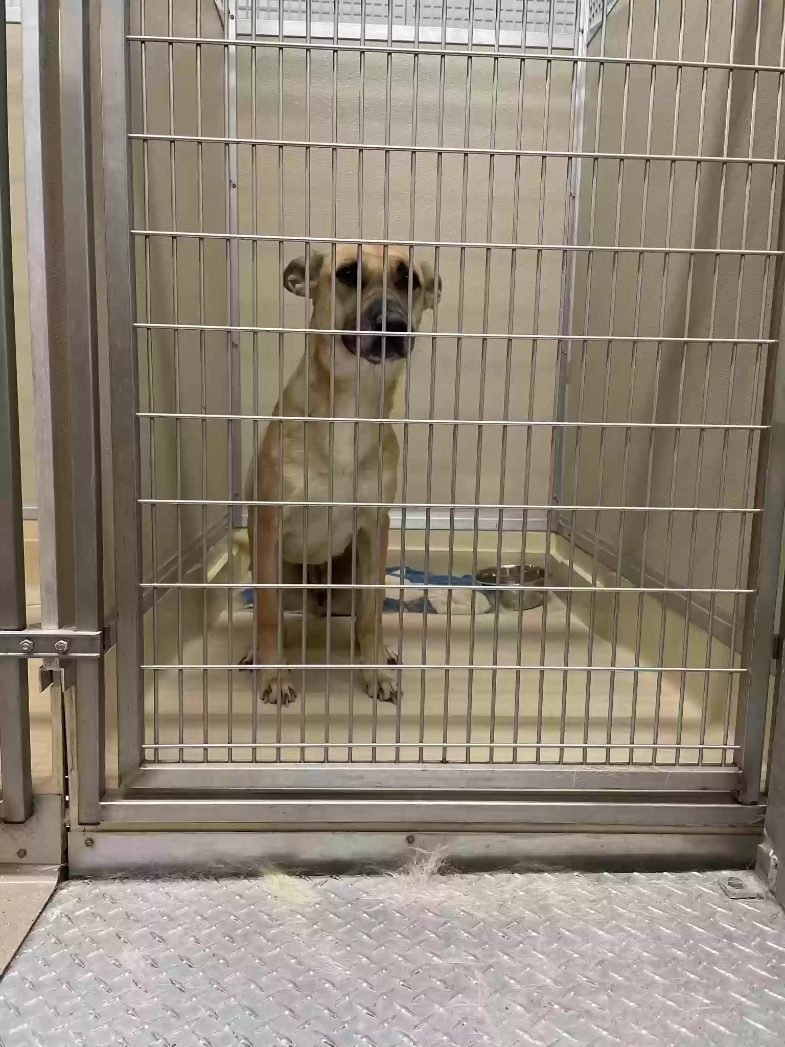 adoptable Dog in Webster,TX named Arya