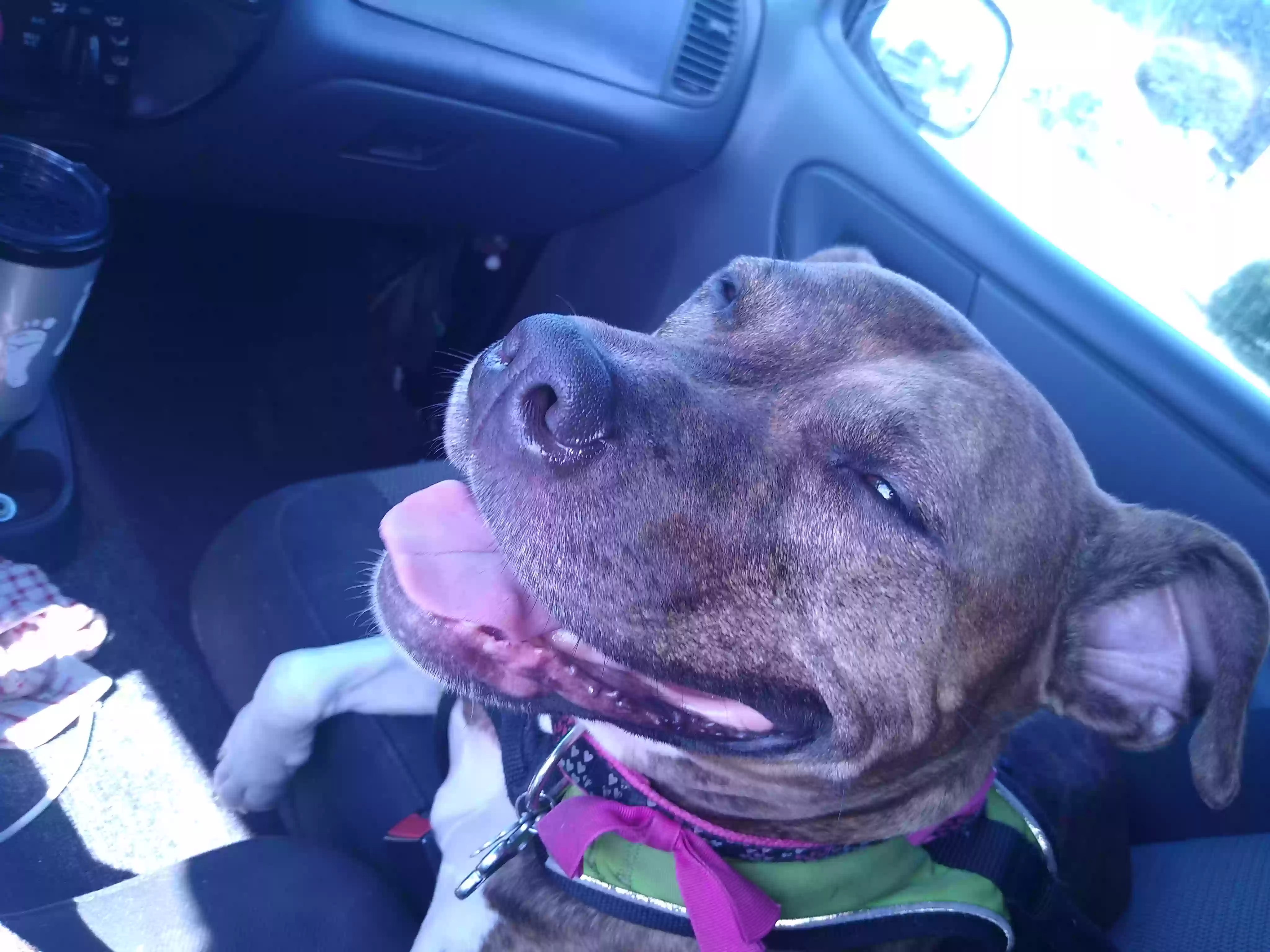 adoptable Dog in Acworth,GA named Penny