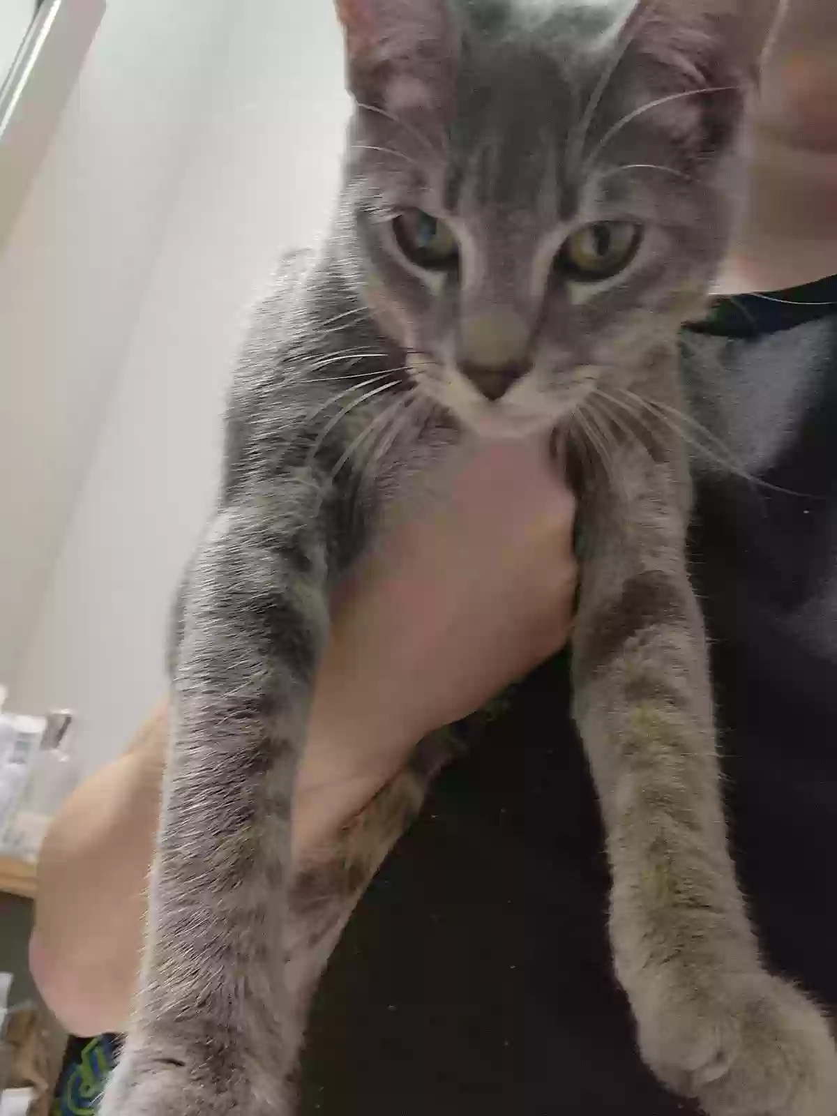 adoptable Cat in Durham,NC named Balthazar