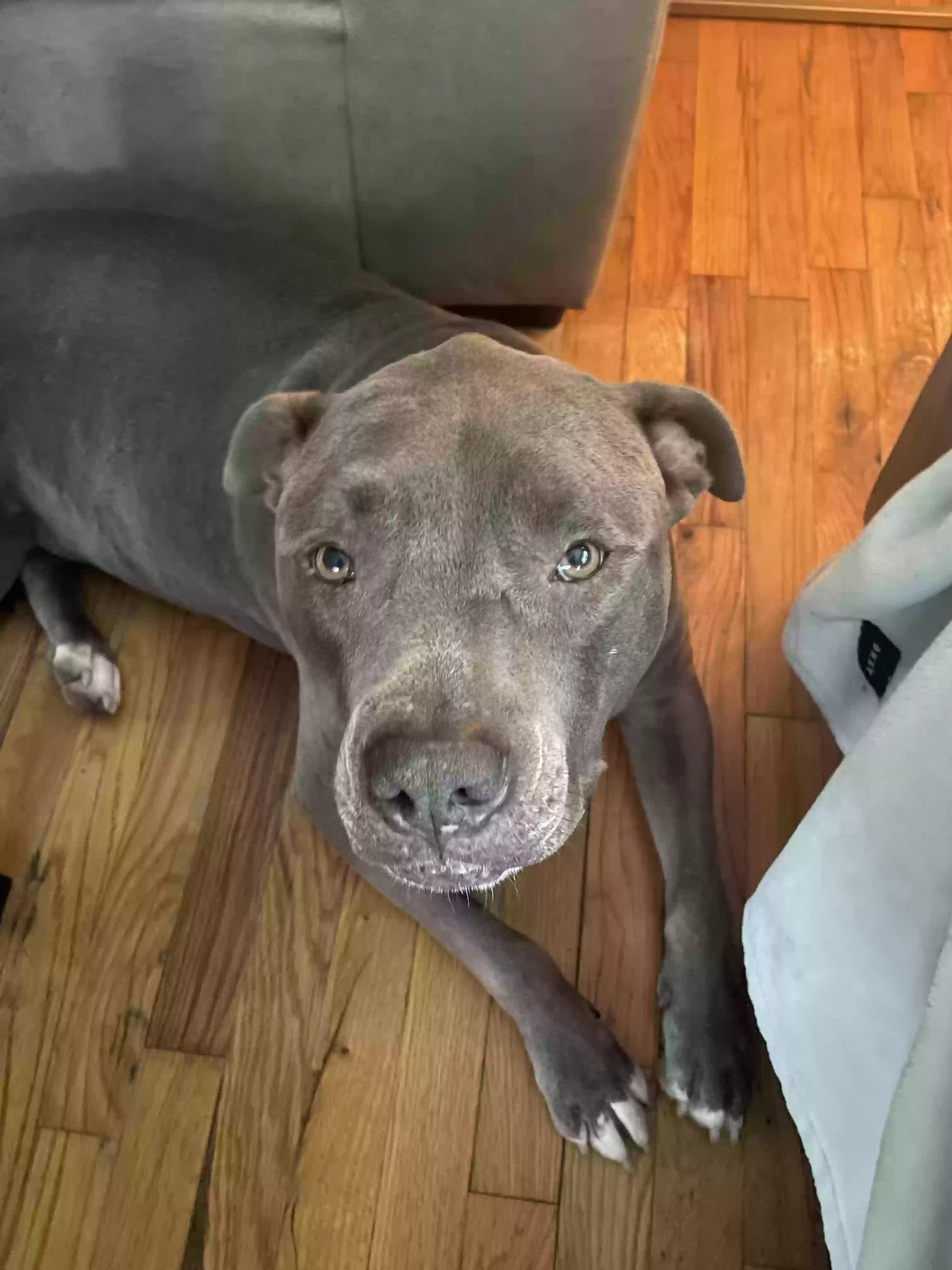 adoptable Dog in Boise,ID named Bro