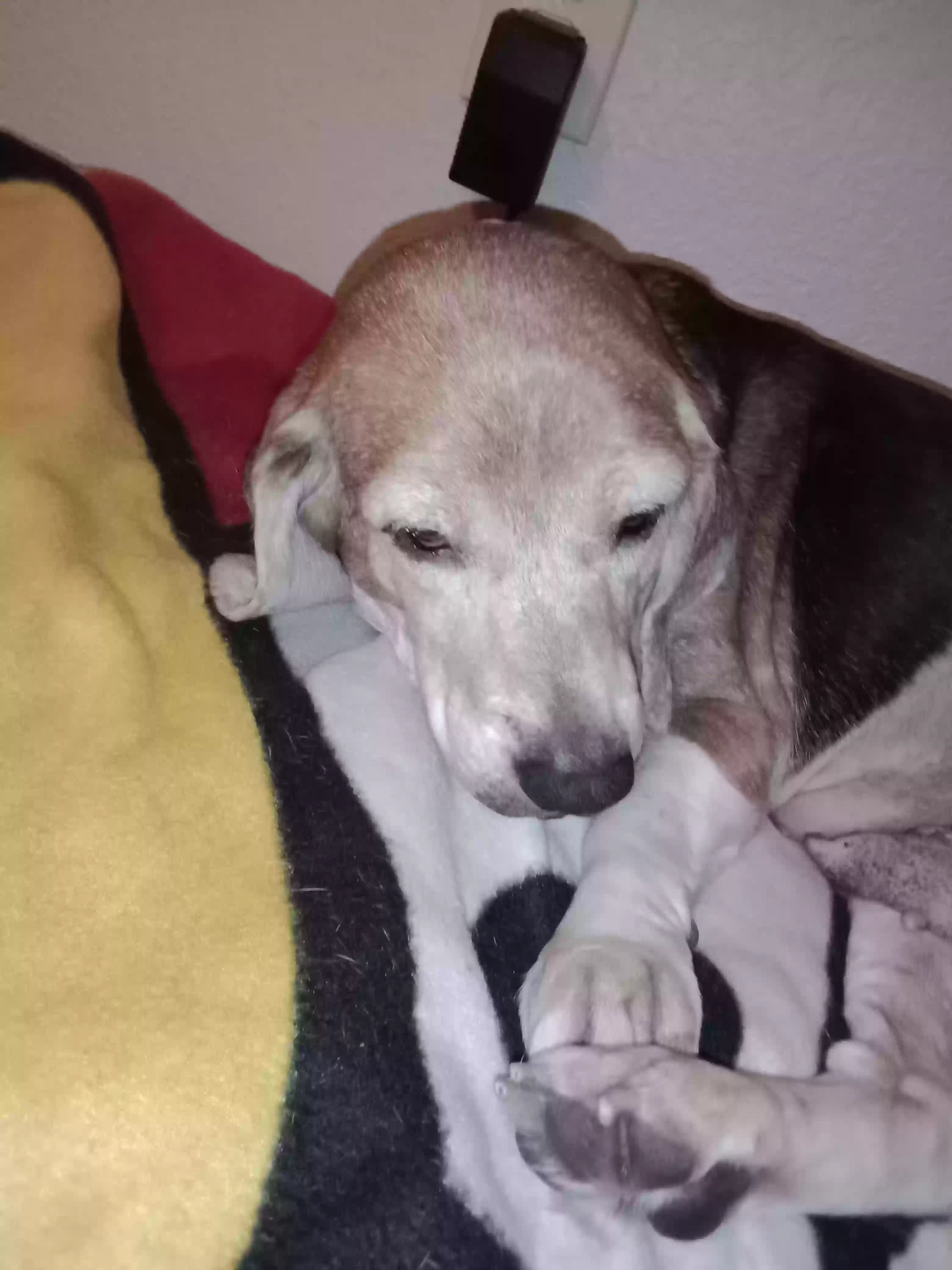 adoptable Dog in Largo,FL named Dixie
