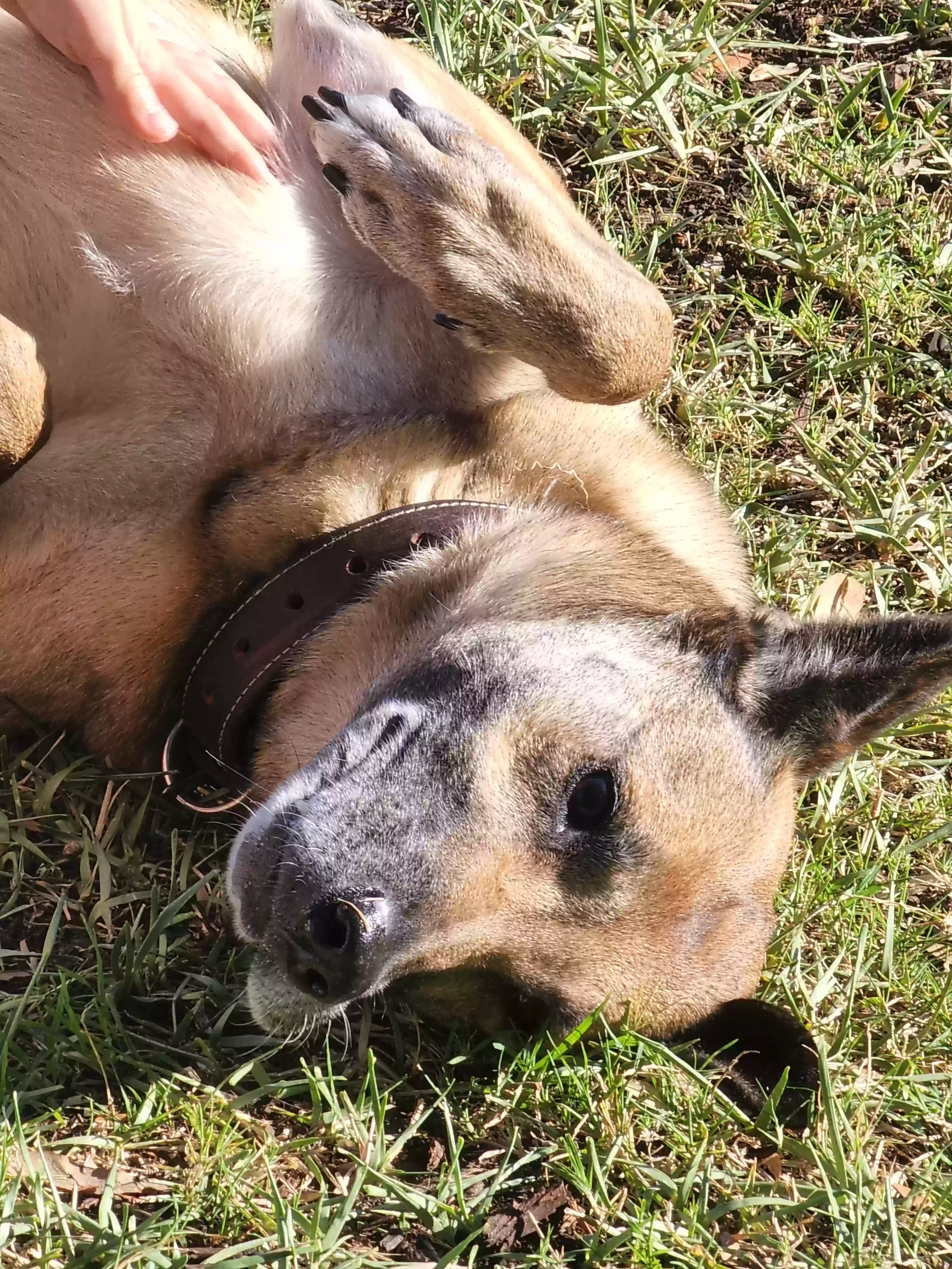 adoptable Dog in Ellenton,FL named Koda