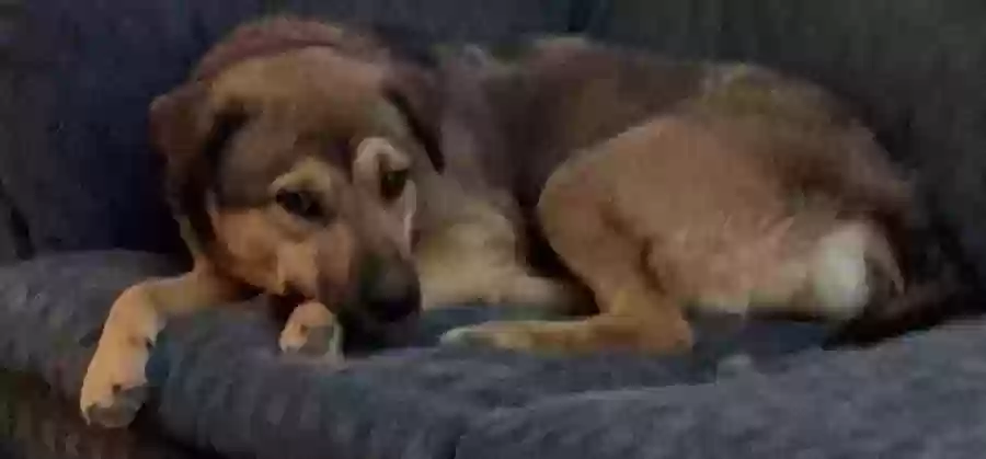 adoptable Dog in Alamogordo,NM named Penny