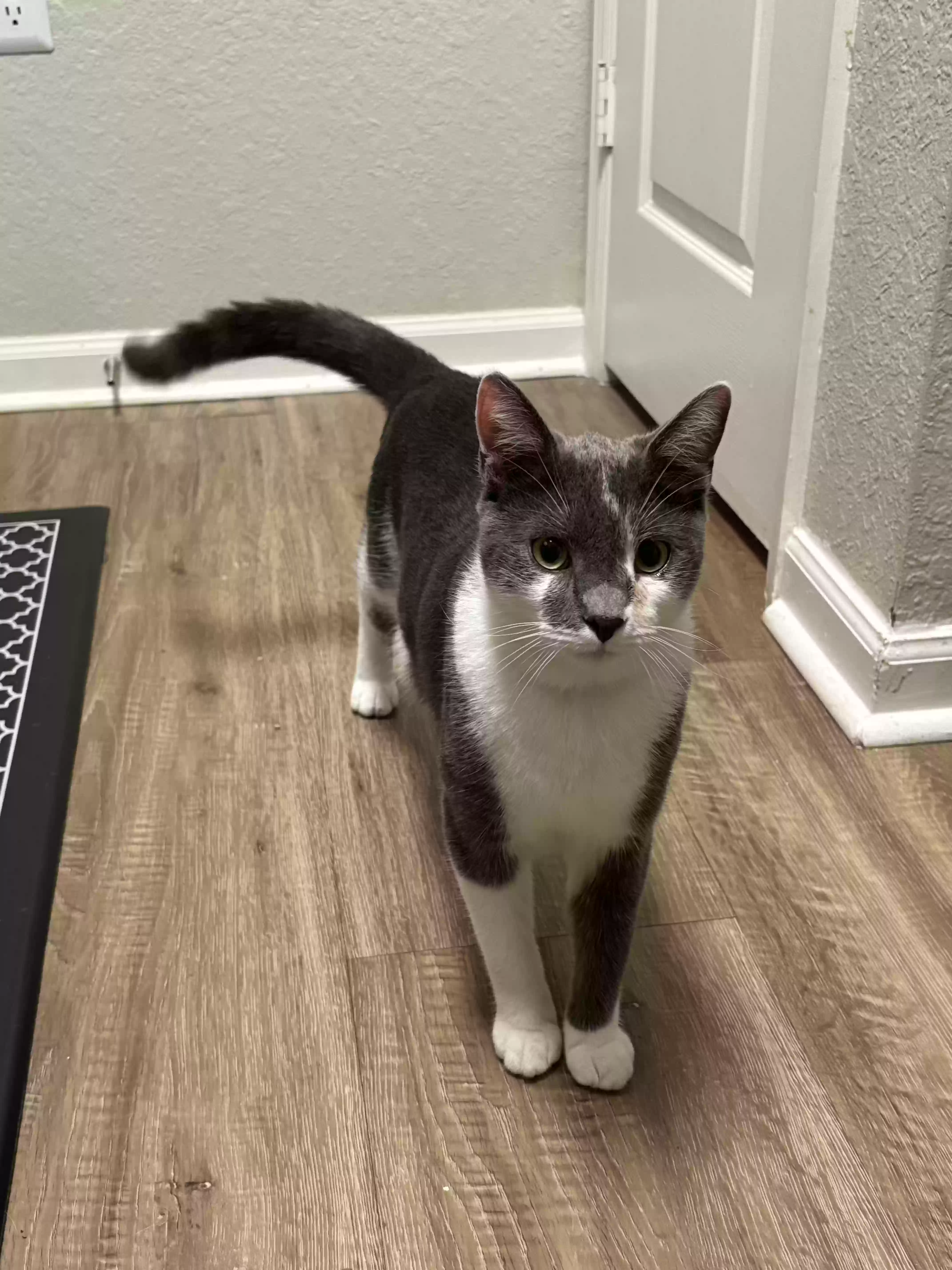 adoptable Cat in Oviedo,FL named Bowie