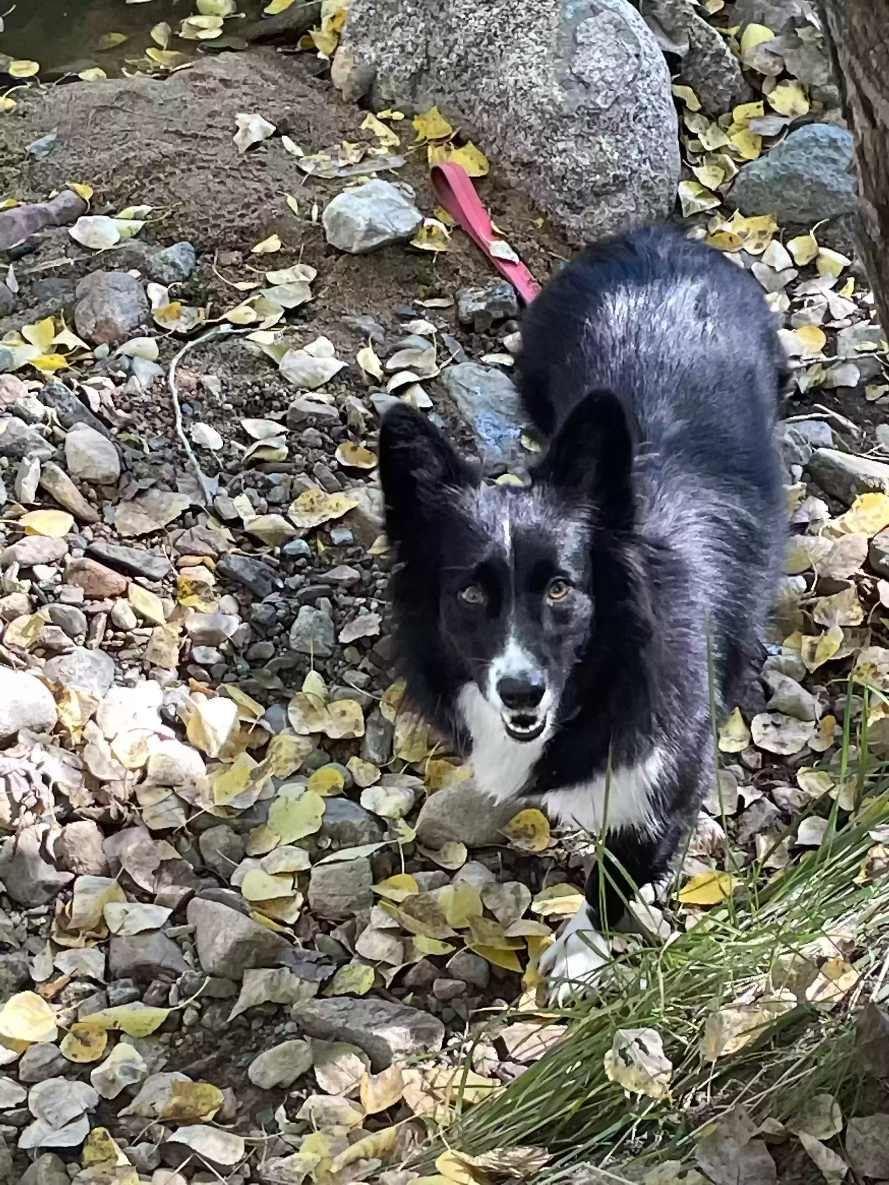 adoptable Dog in Laughlin,NV named Salem