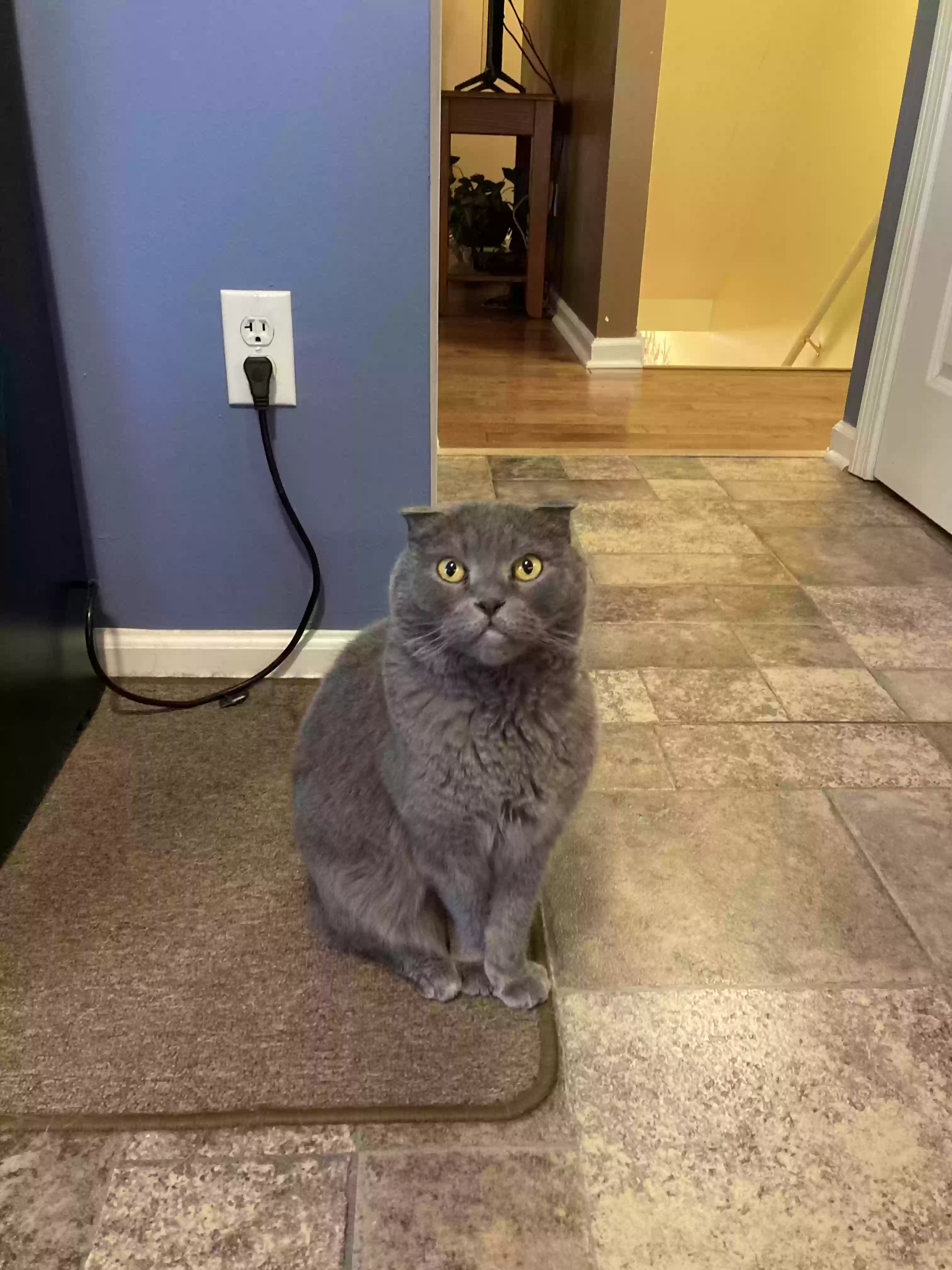 adoptable Cat in Waterbury,CT named Scotus