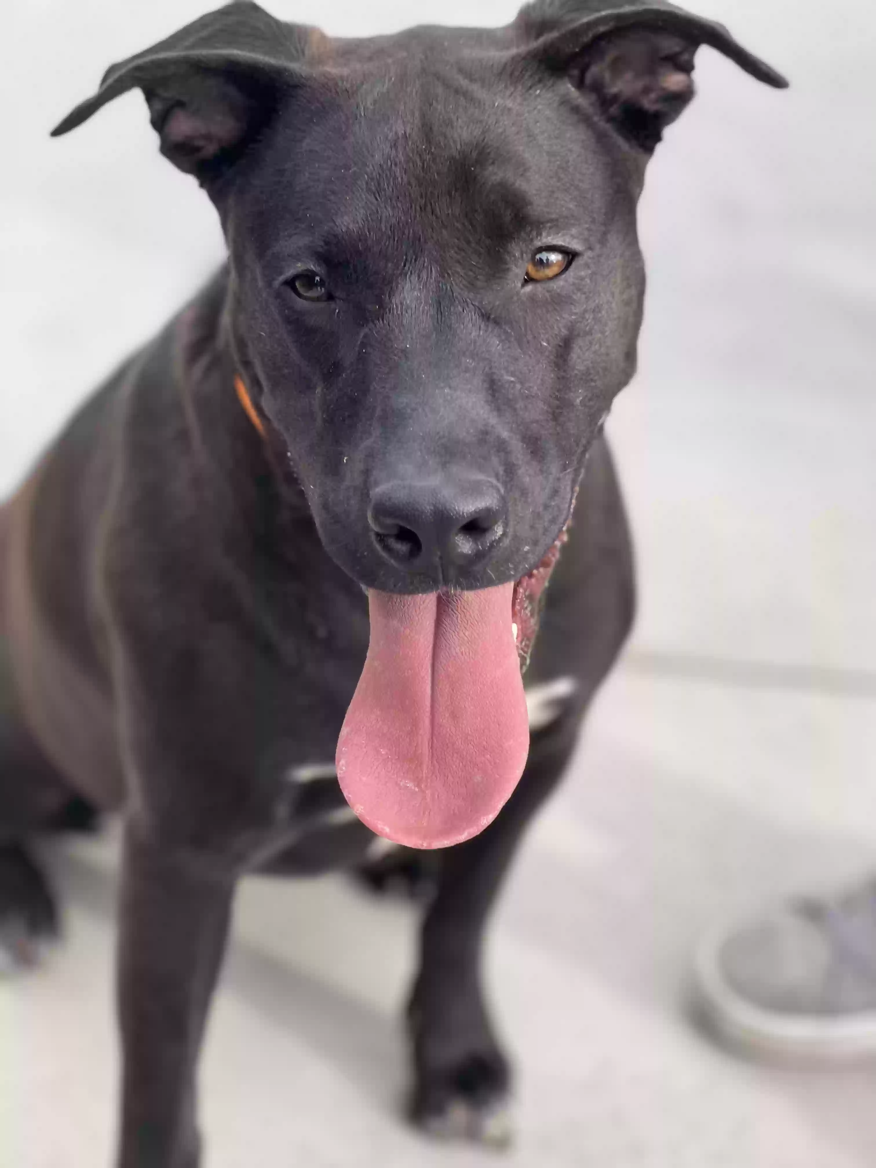 adoptable Dog in Tucson,AZ named Kona