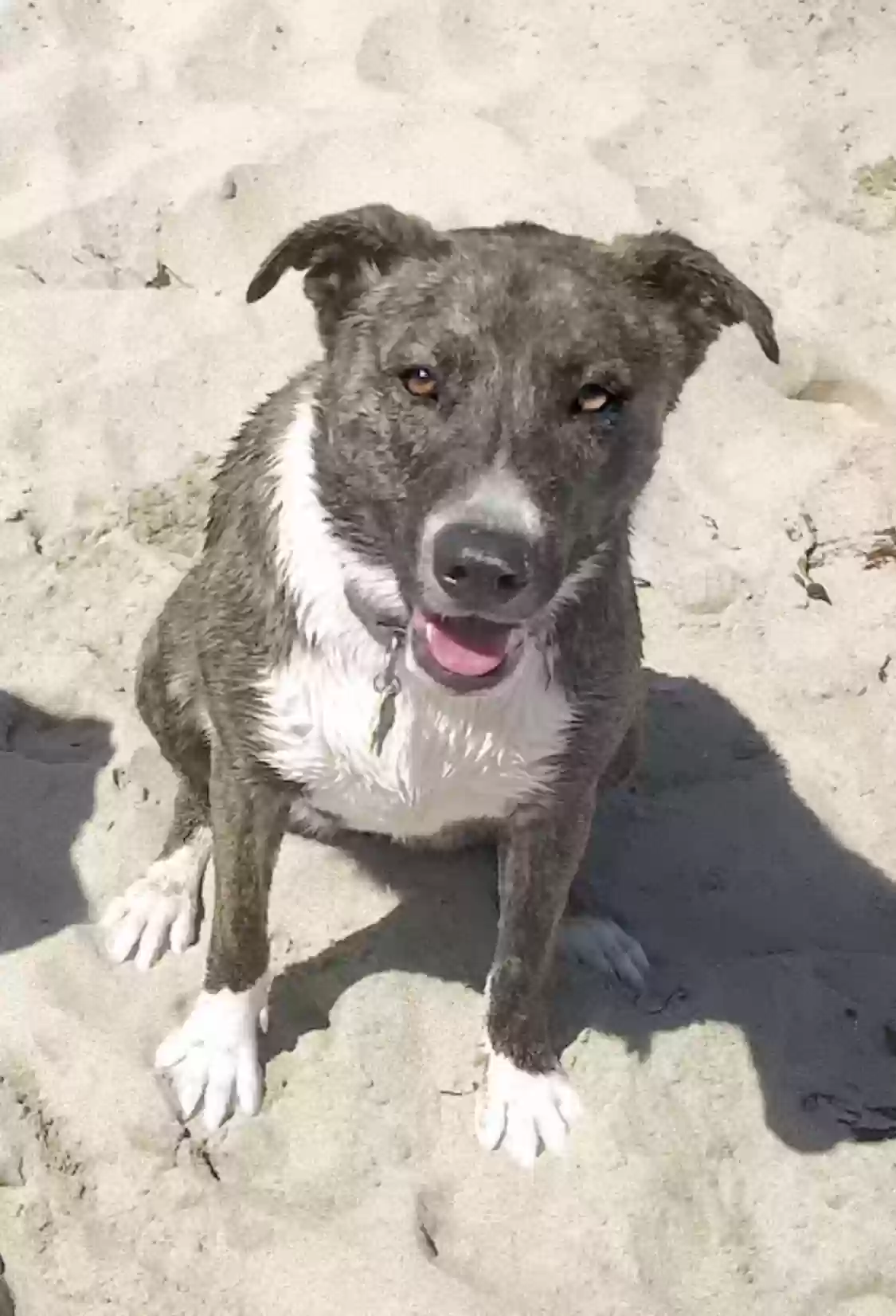 adoptable Dog in Menifee,CA named Ryland