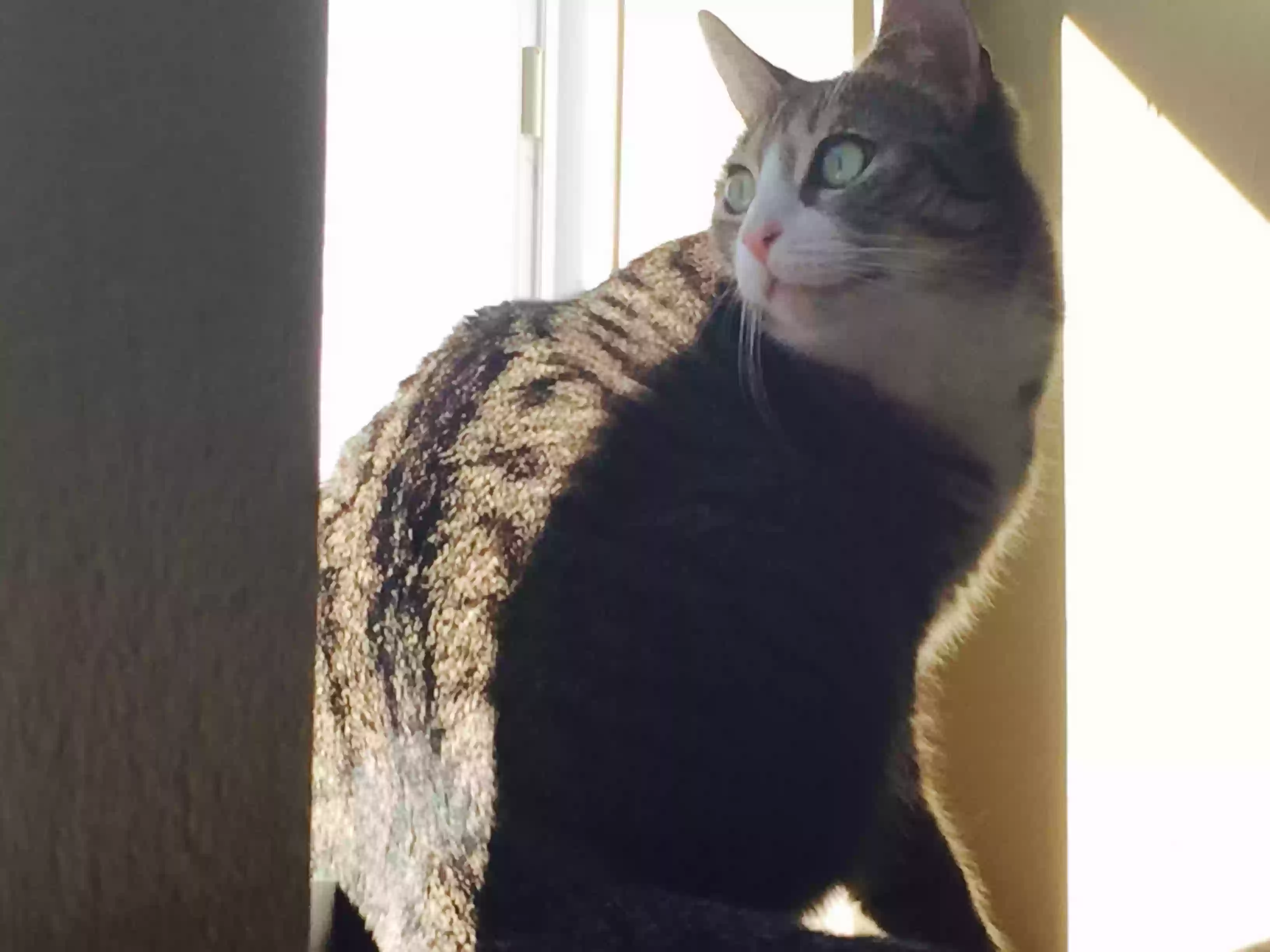 adoptable Cat in Saint Cloud,FL named June