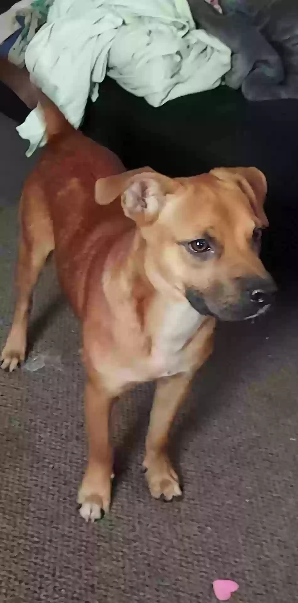 adoptable Dog in Hot Springs,MT named Scooby