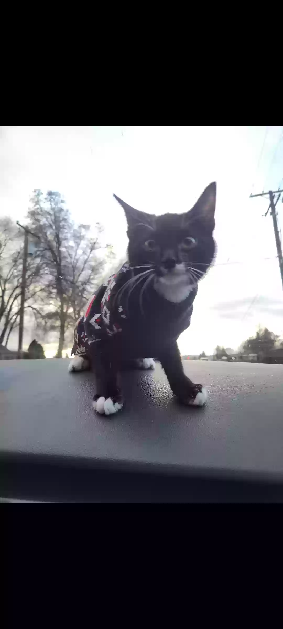 adoptable Cat in Klamath Falls,OR named Floki