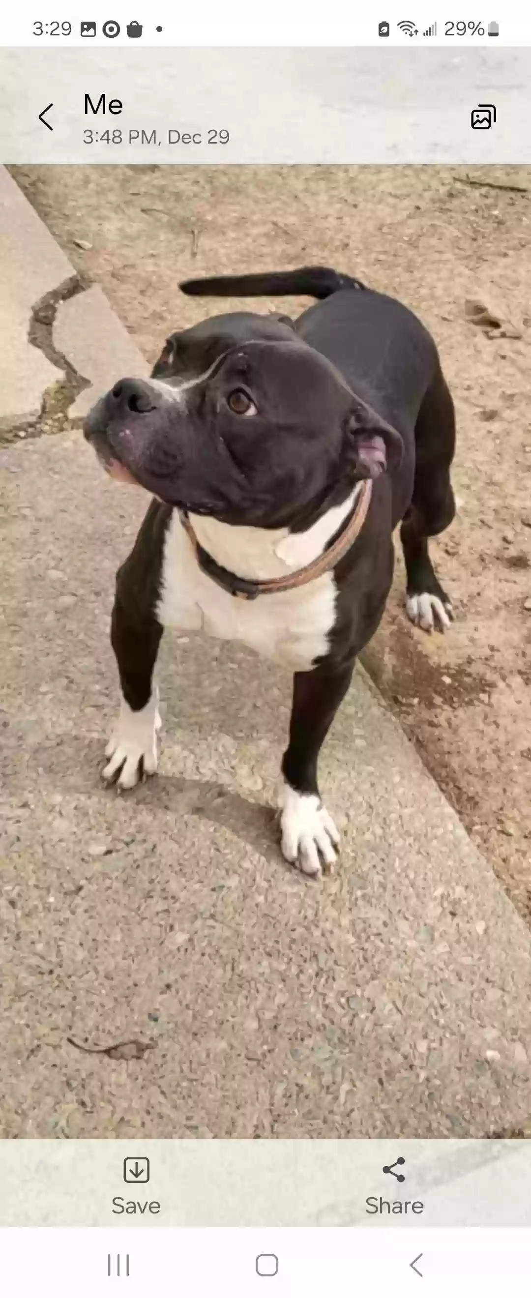 adoptable Dog in Harrisburg,PA named Apollo